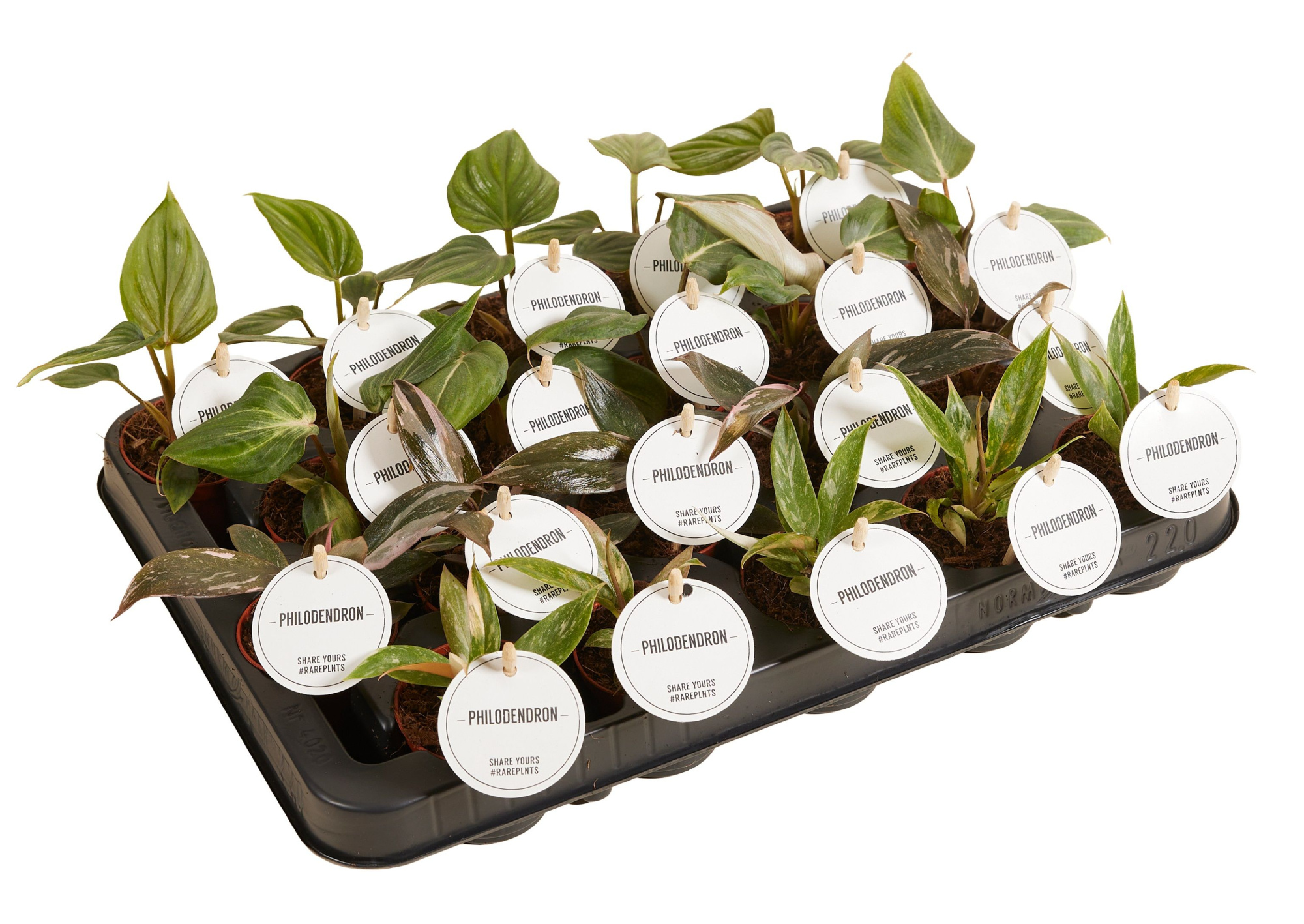 Philodendron Colour Mix, D 6 cm