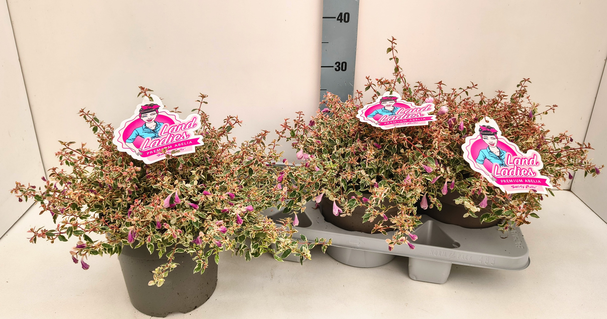 Abelia Swirly Bells 19T NEW!!!, D 19 cm