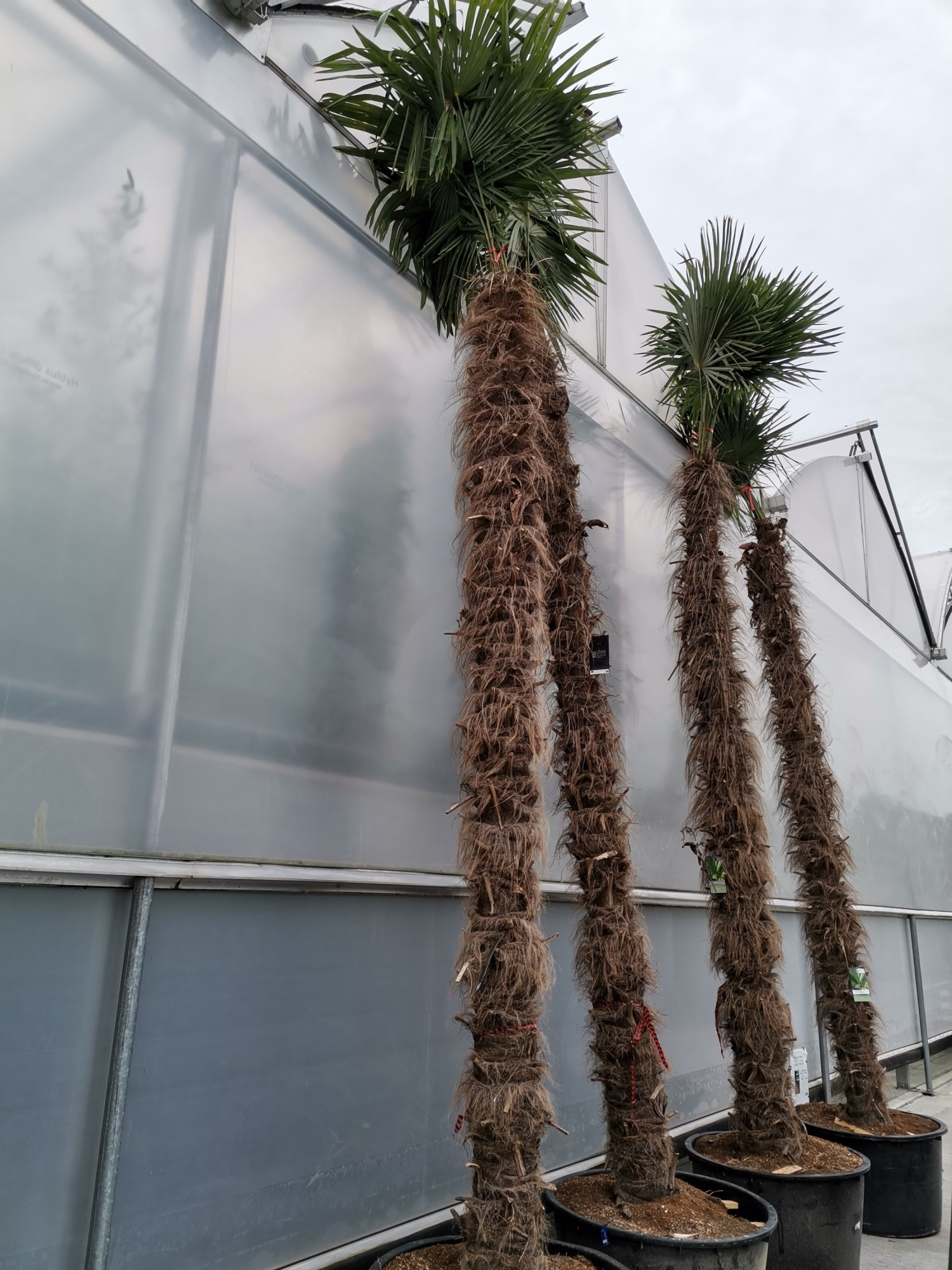 Trachycarpus fortunei, D 75 cm