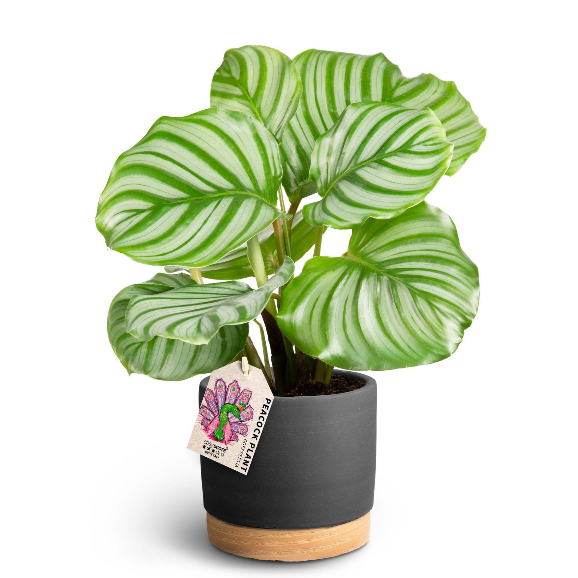 Woodbase Liquorice, Calathea orbifolia, D 12