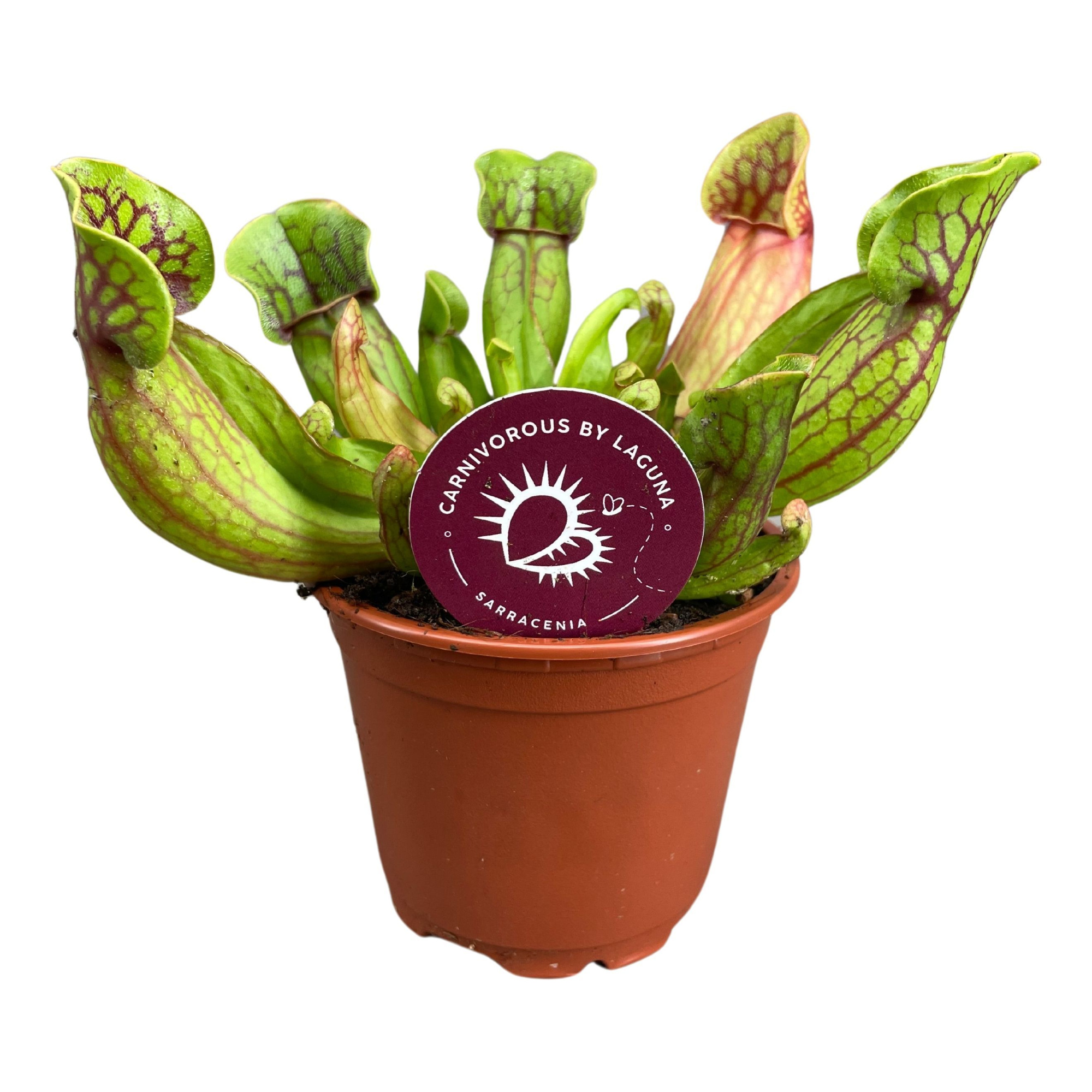 Sarracenia Purpurea 8,5 cm, D 8,5