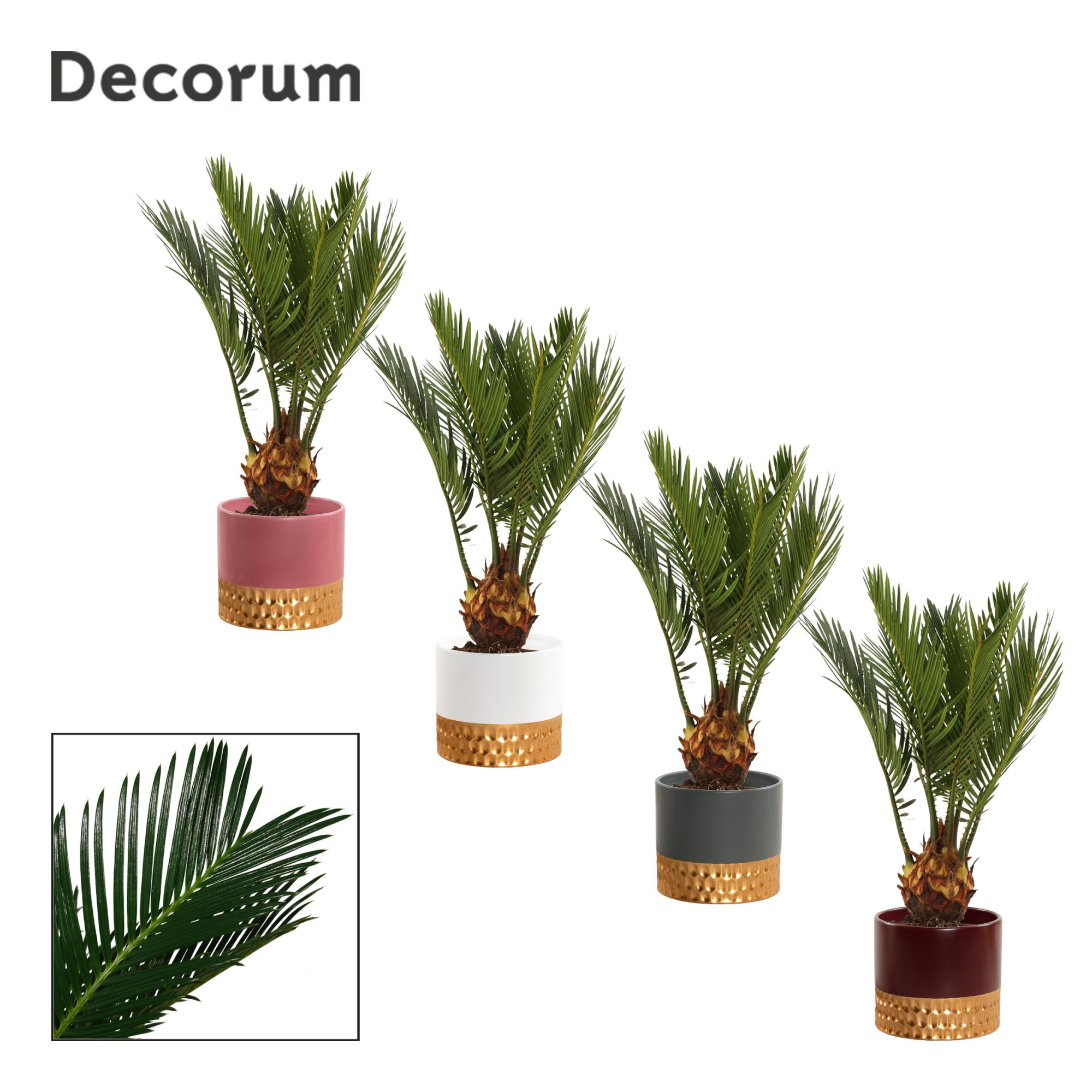 Cycas Revoluta 9 cm Decorum, 4+ veren in Frederique (Rich love), D 9