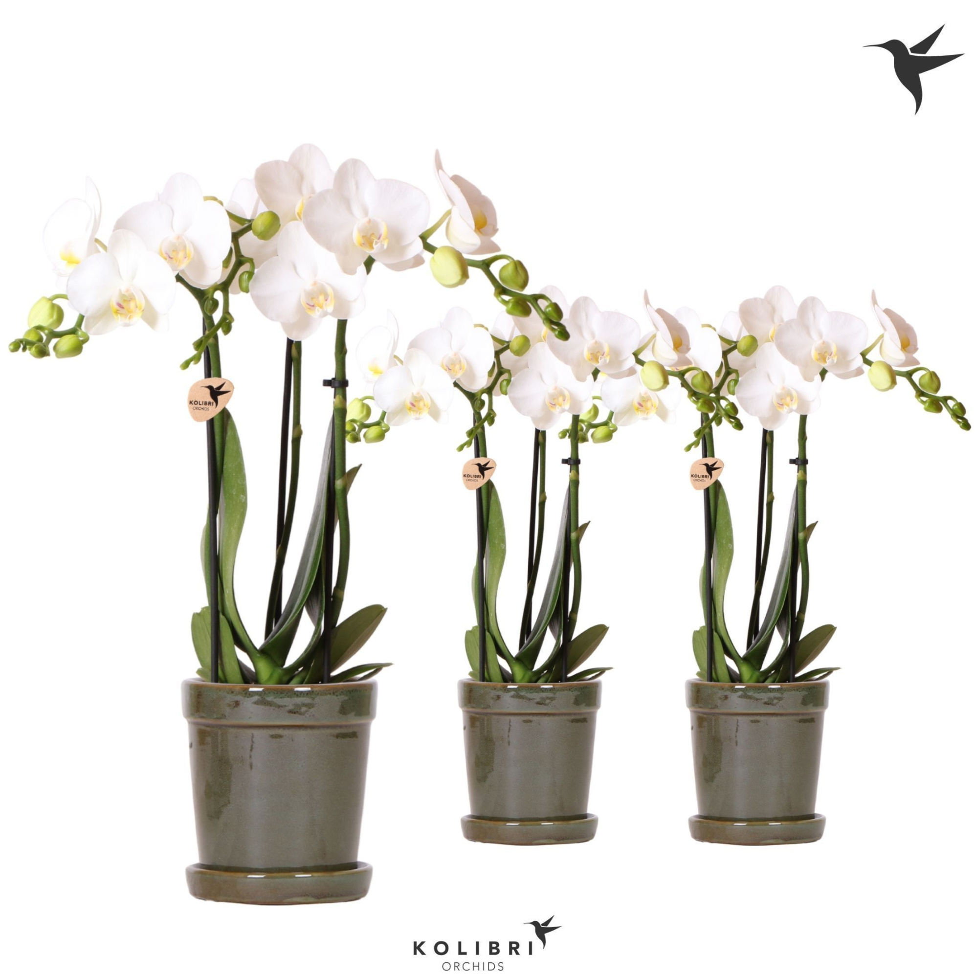 Kolibri Orchids Phalaenopsis white 3 spike in Flower pot green, D 9 cm