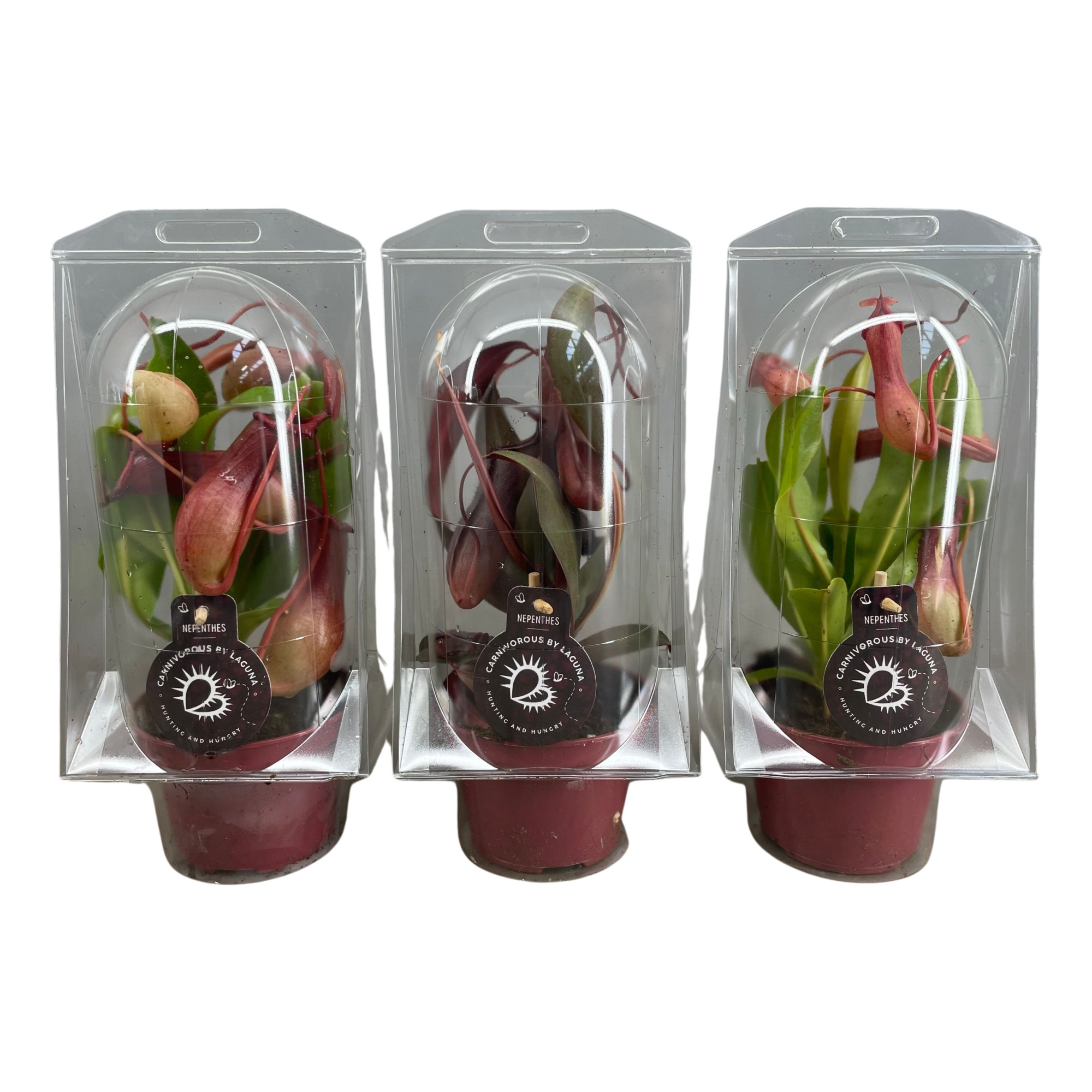 Nepenthes mix 12 cm in blister, D 12 cm