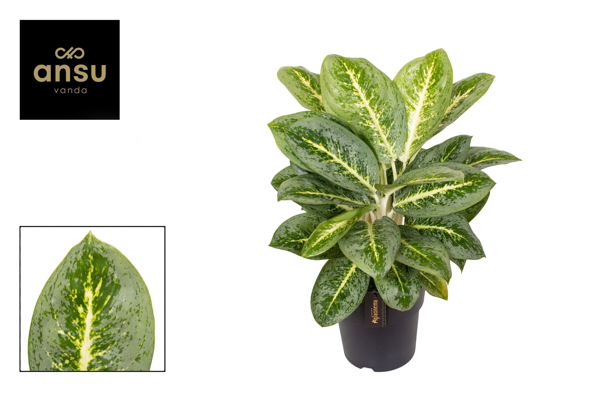 Aglaonema Lemon Mint, D 19 cm
