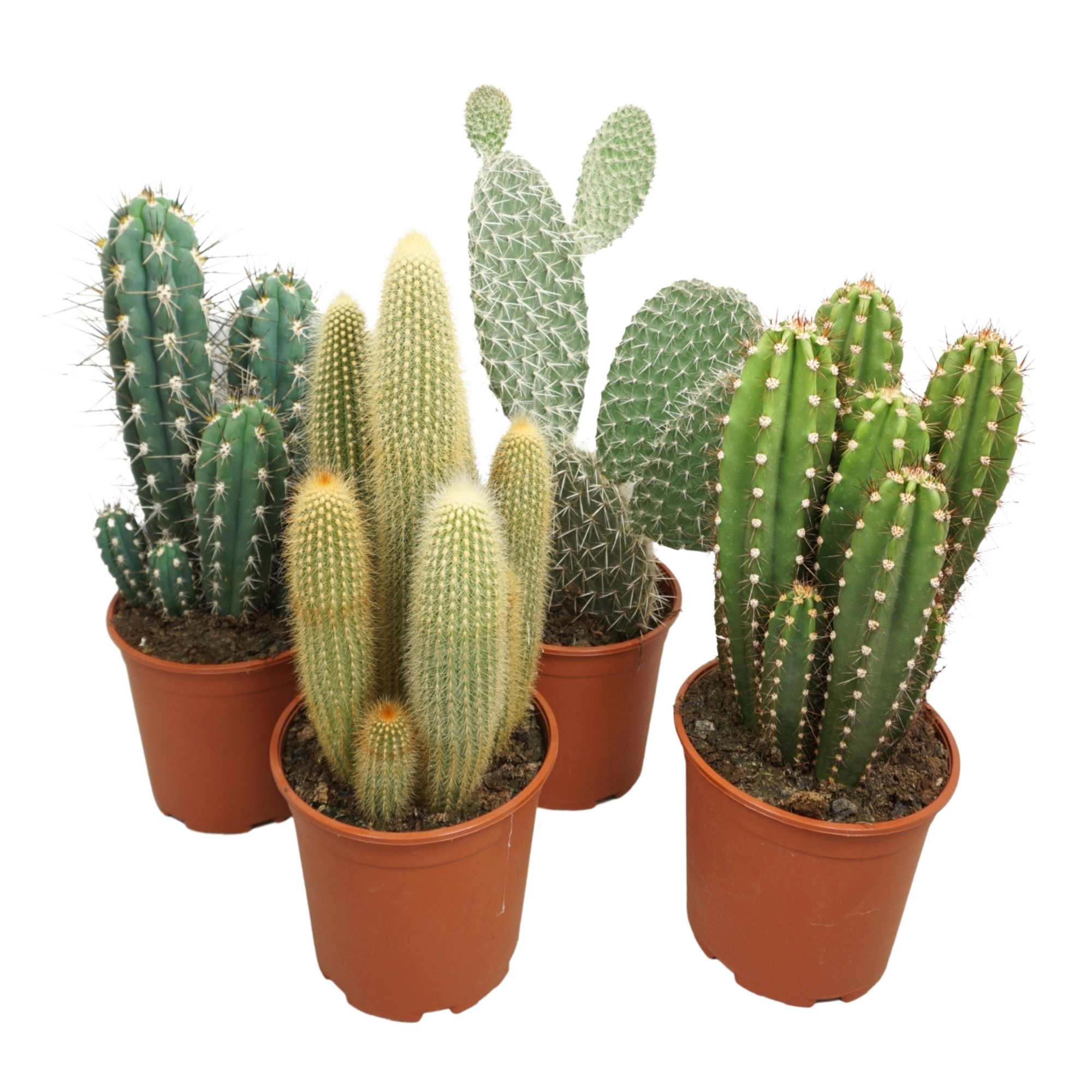 Cactus mix opgaand 21 cm, D 21 cm