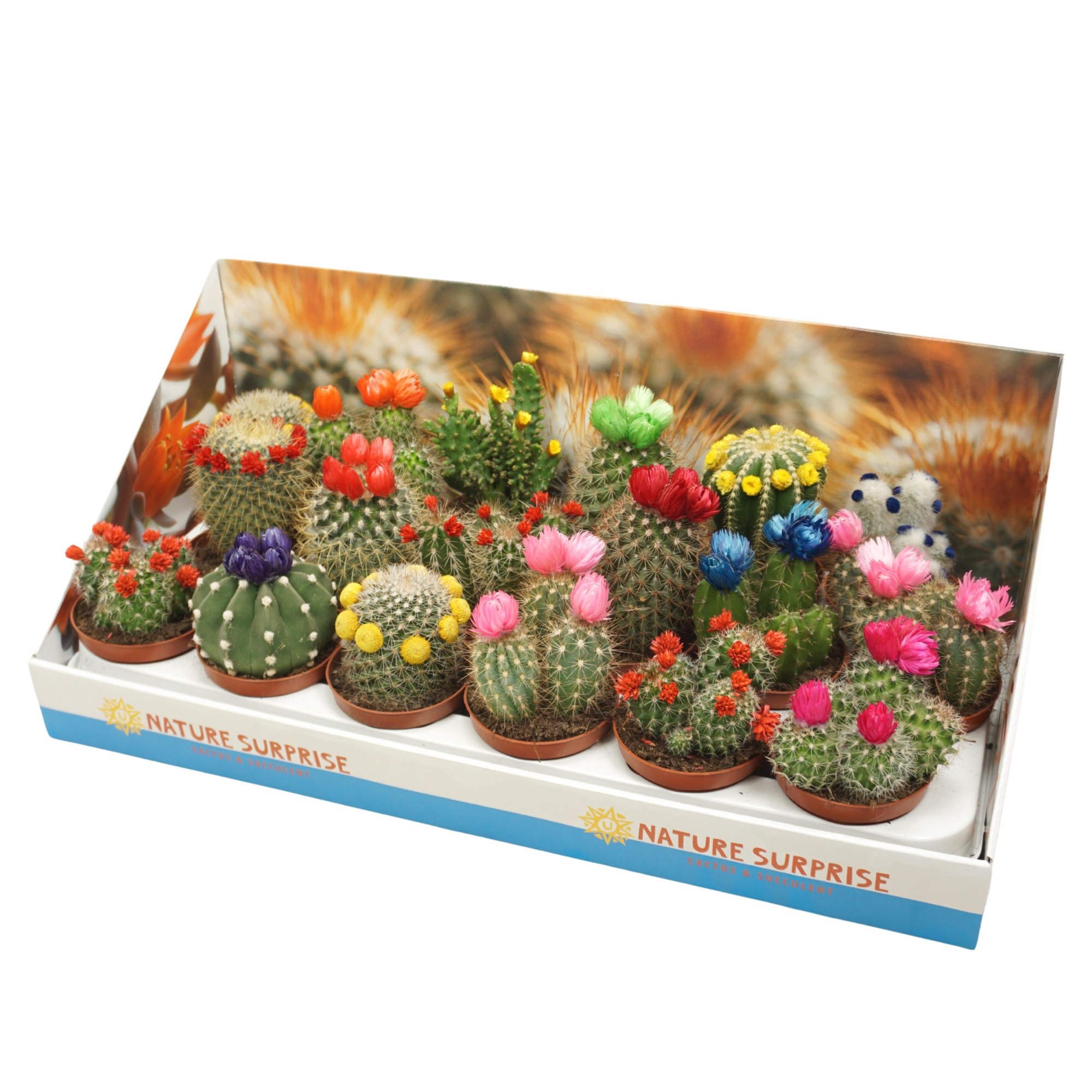 Cactus mix strobloem 8,5 cm in presentatiedoos, D 8,5 cm
