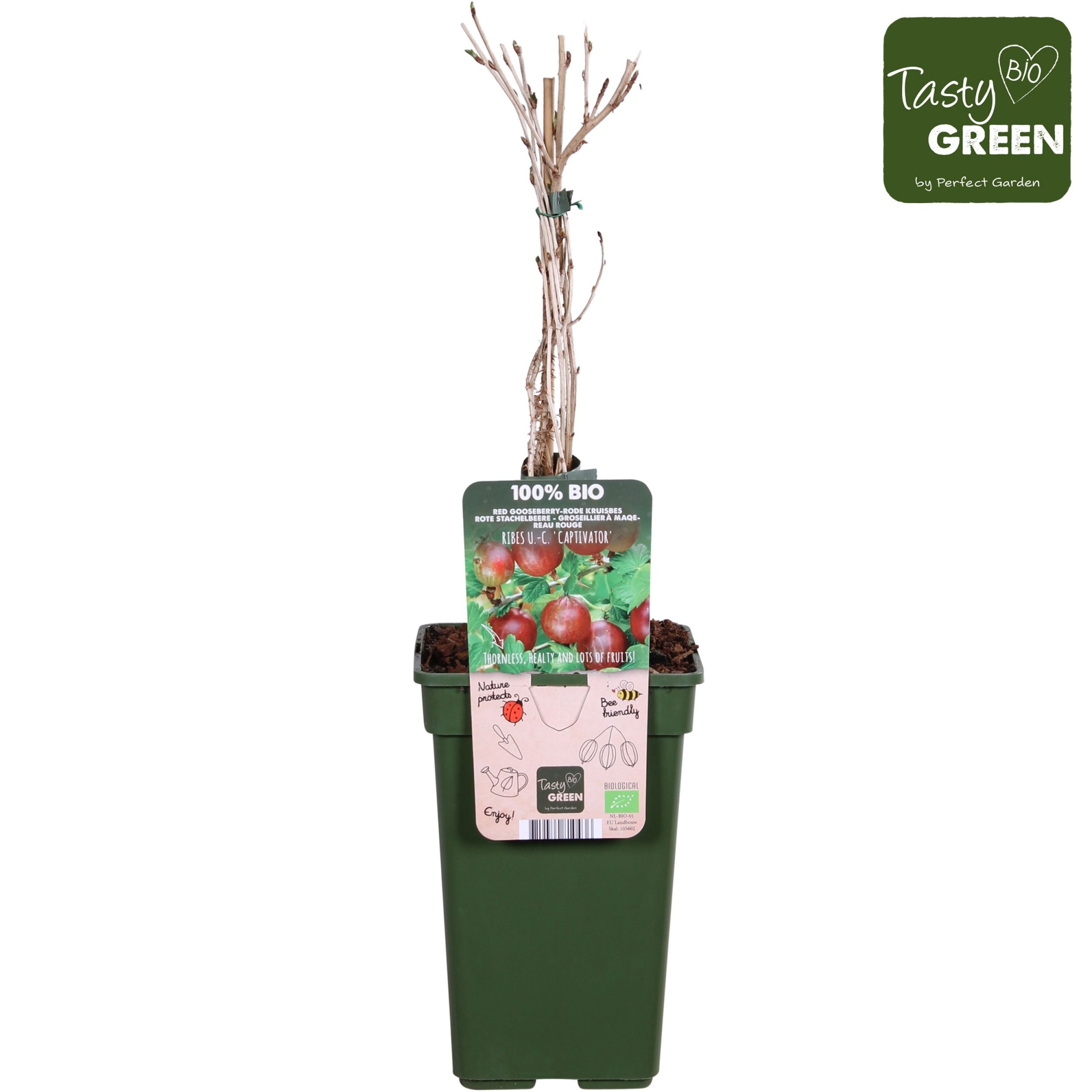 Ribes uva-crispa Captivator Bio P19, D 19 cm