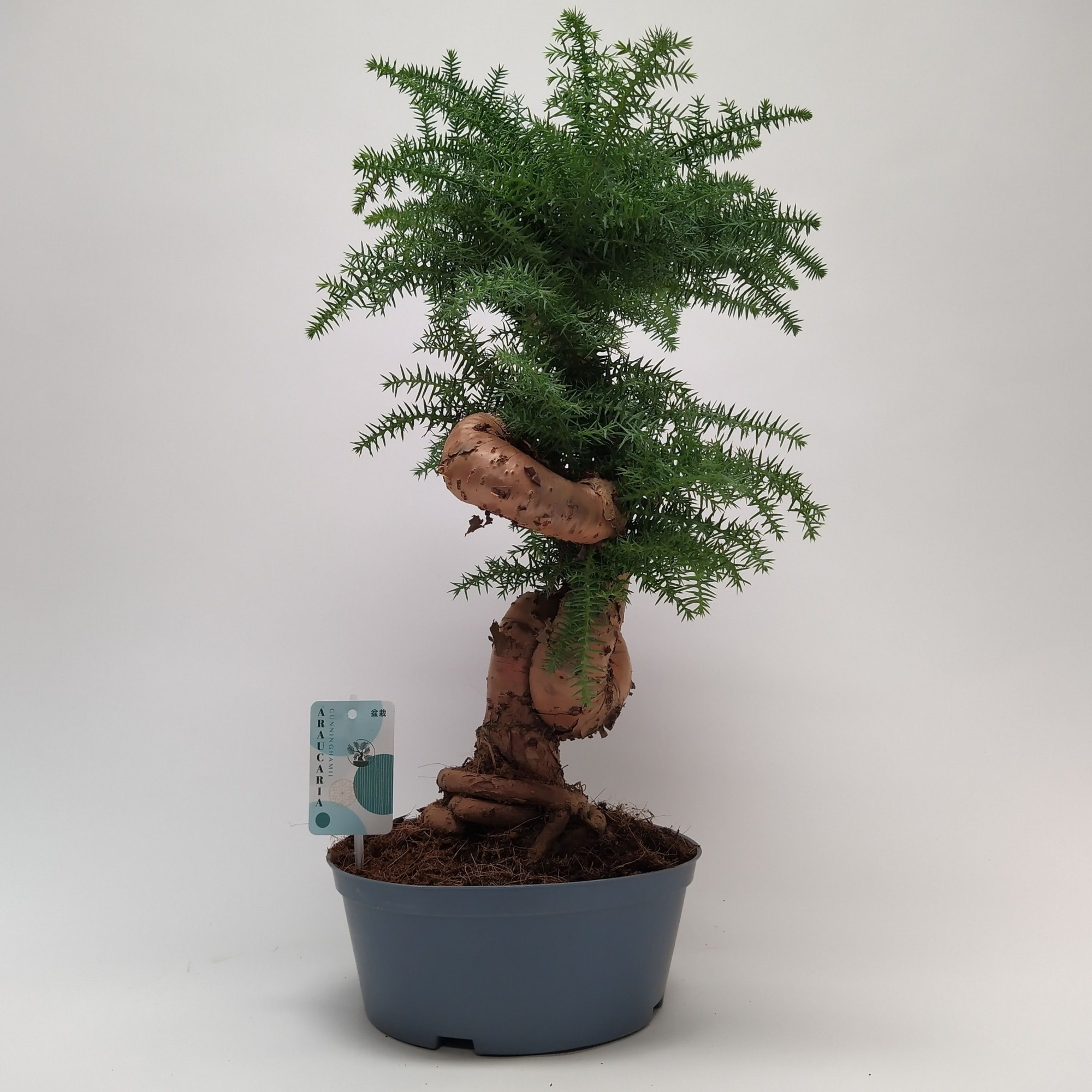 Araucaria Cunninghamii Bonsai teeltpot 23 cm, D 23