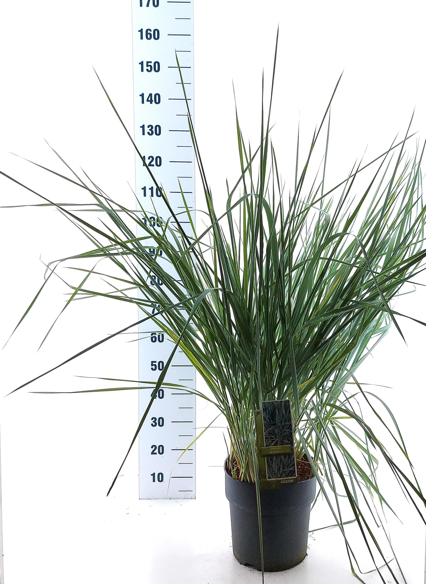 Leymus arenarius 'Blue Dune', D 23 cm