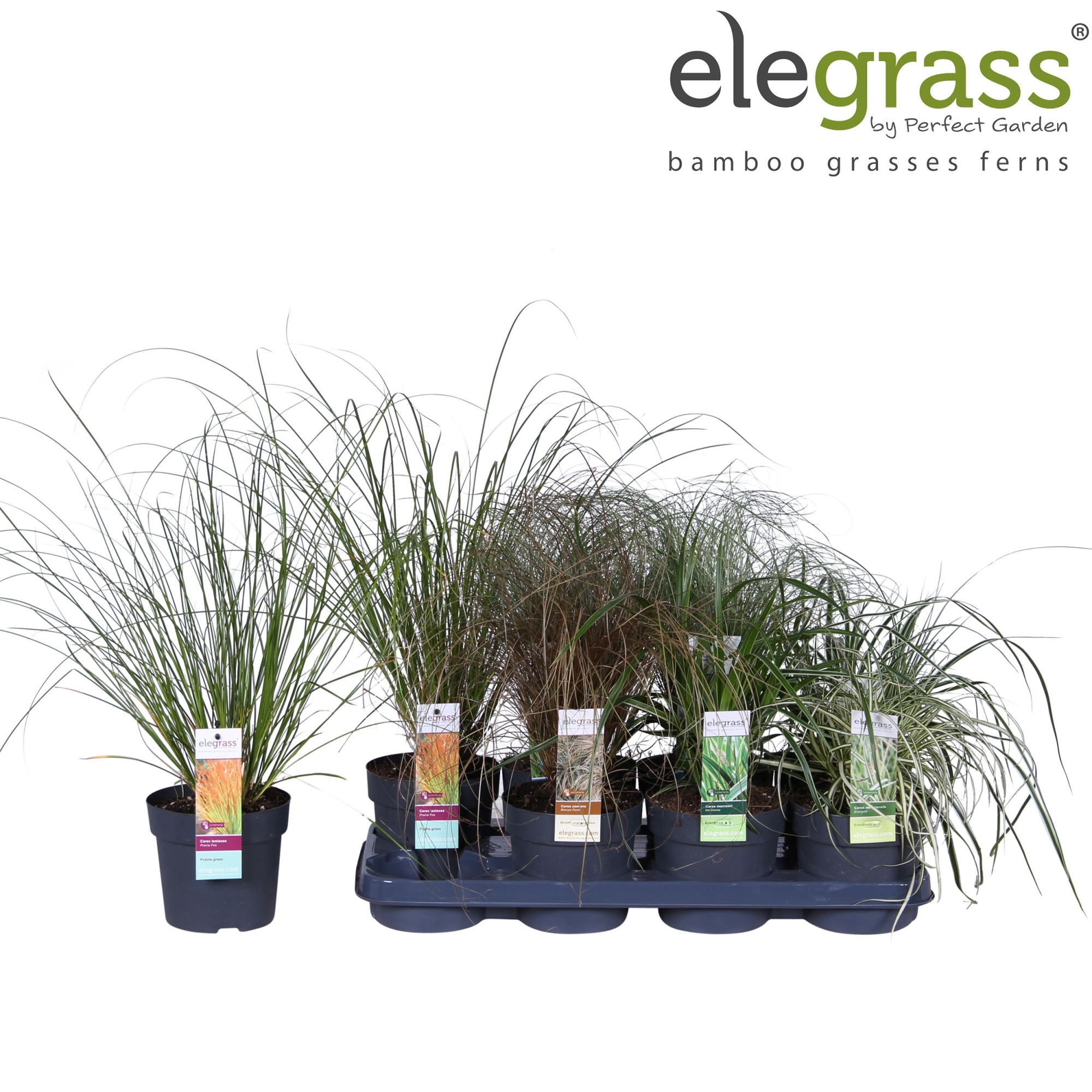 Carex mix tray P14, D 14 cm