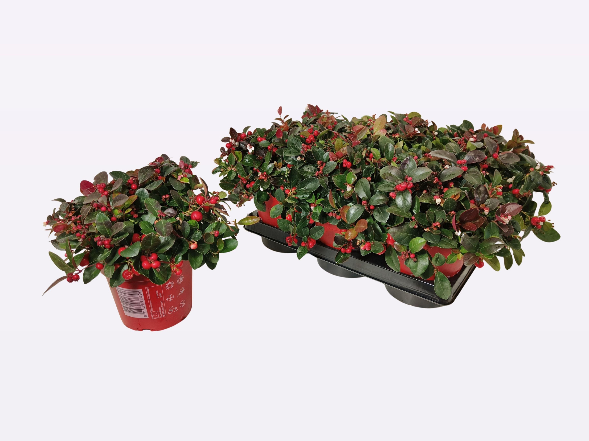 Gaultheria overig Speedy Baron, D 15 cm