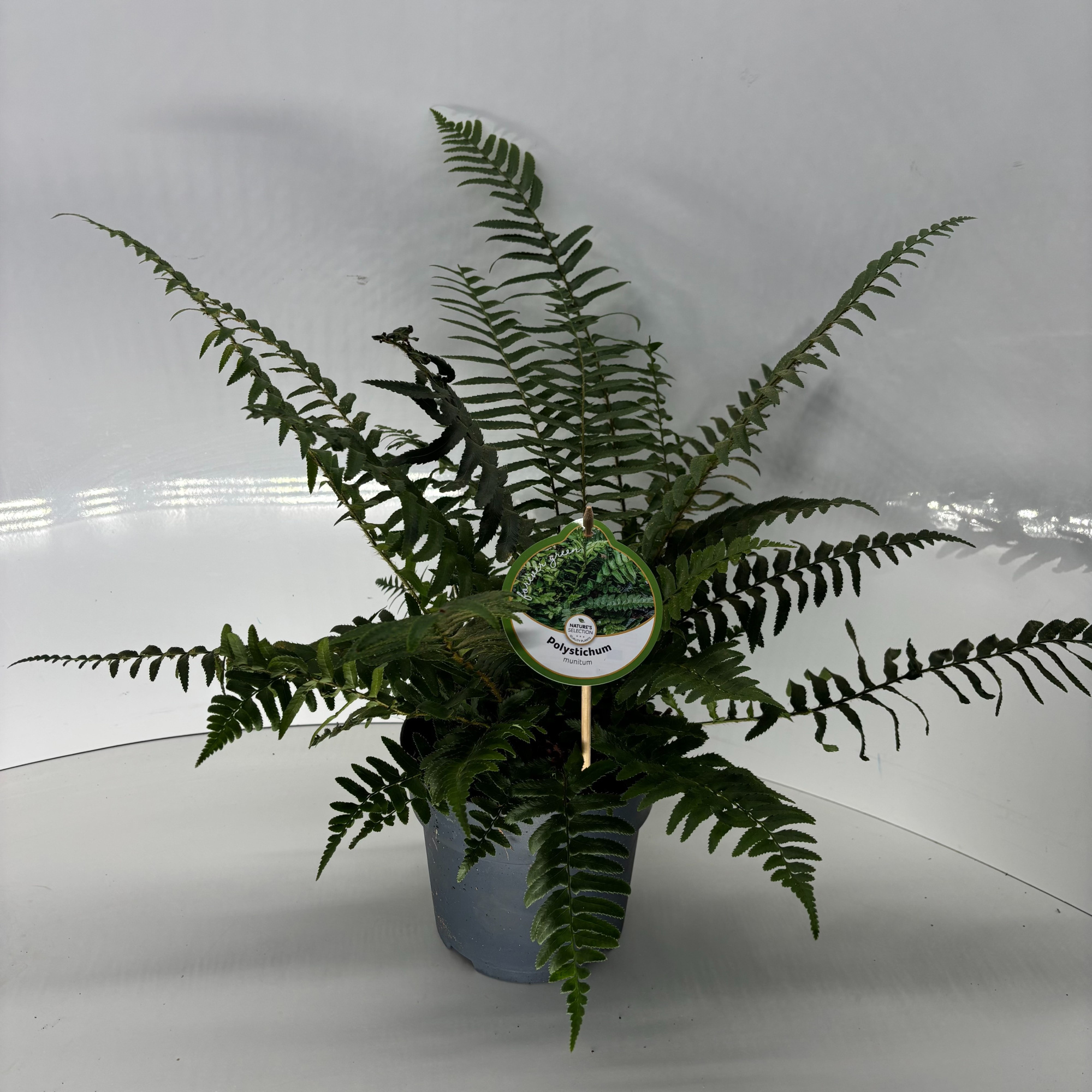 Polystichum munitum, D 17