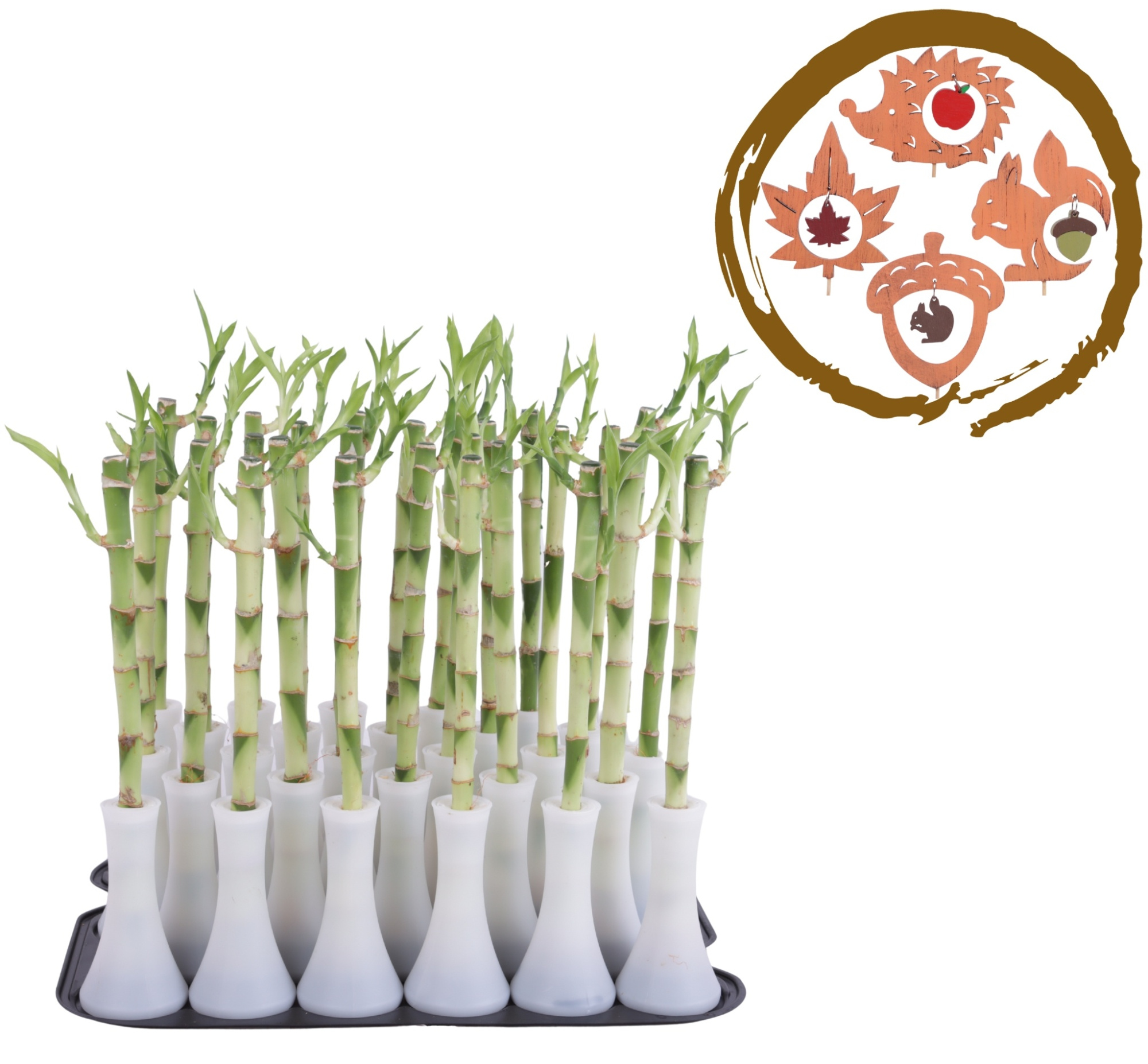 Lucky Bamboo Stem Straight 30cm in Tube Vase White, D 6 cm
