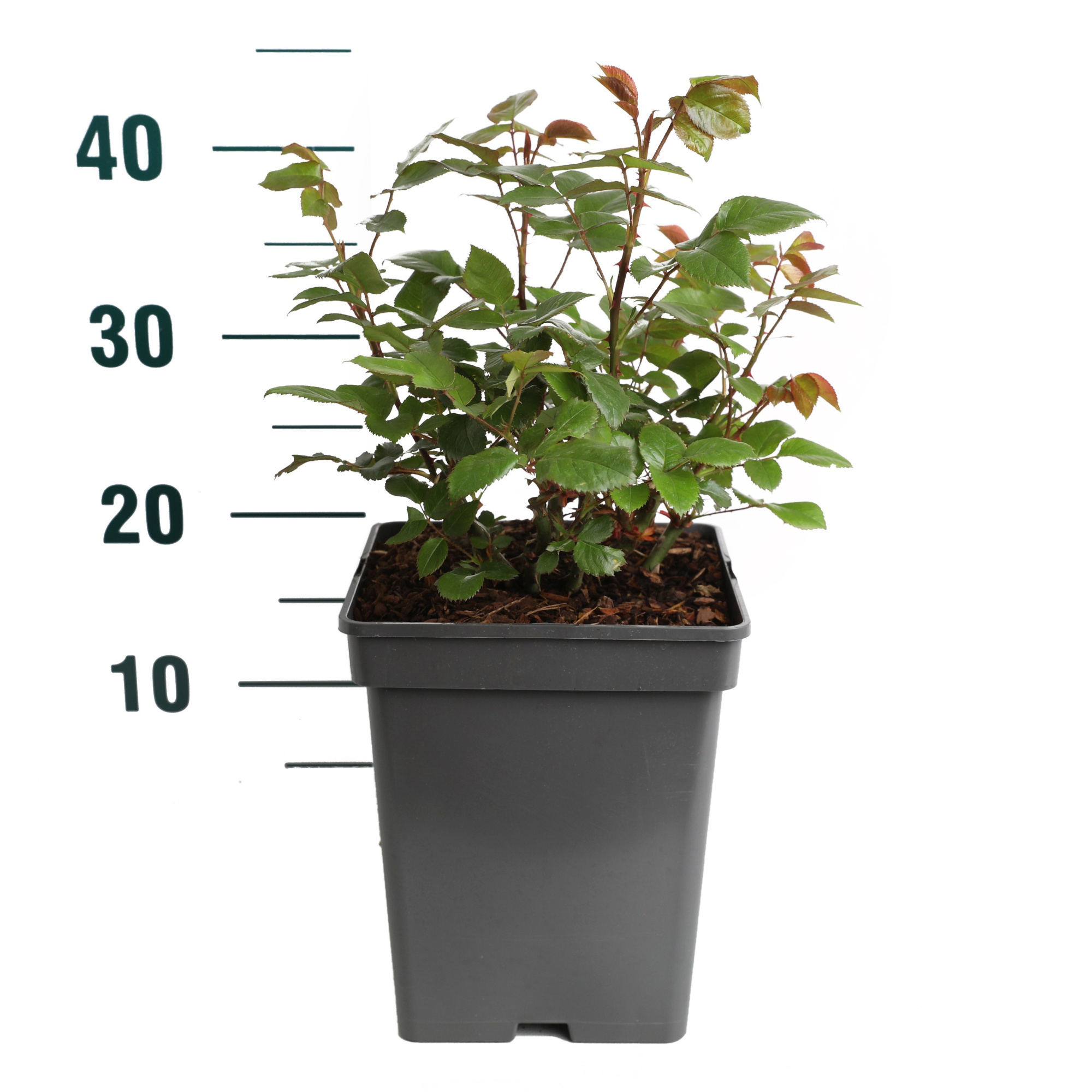 Rosa 'Maleica - Struik - VP5 - Tantau Premium, D 23 cm