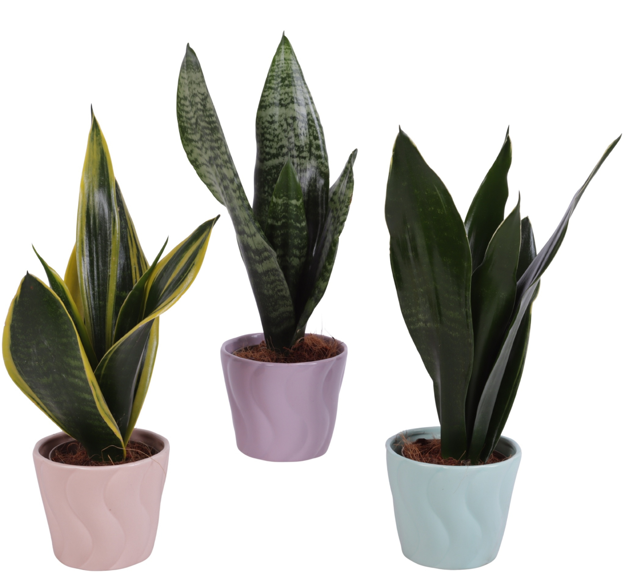 Sansevieria mix Ø09cm in Ø11cm Ceramic SE662, D 11