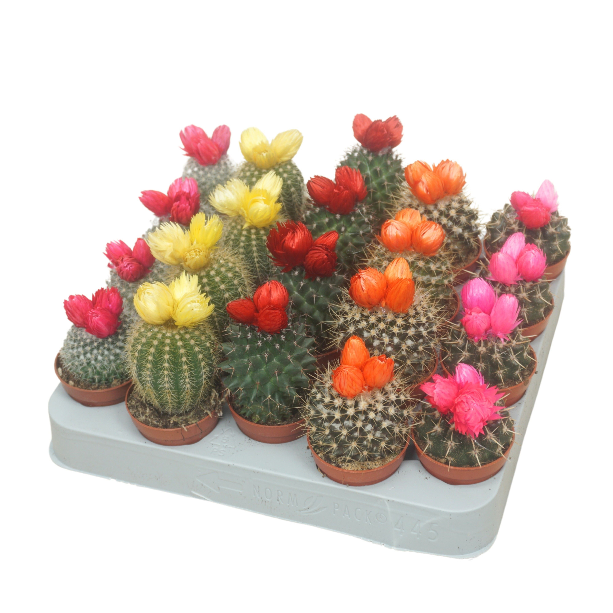 Cactus 5,5 cm met 3 plakbloemen, D 5,5 cm