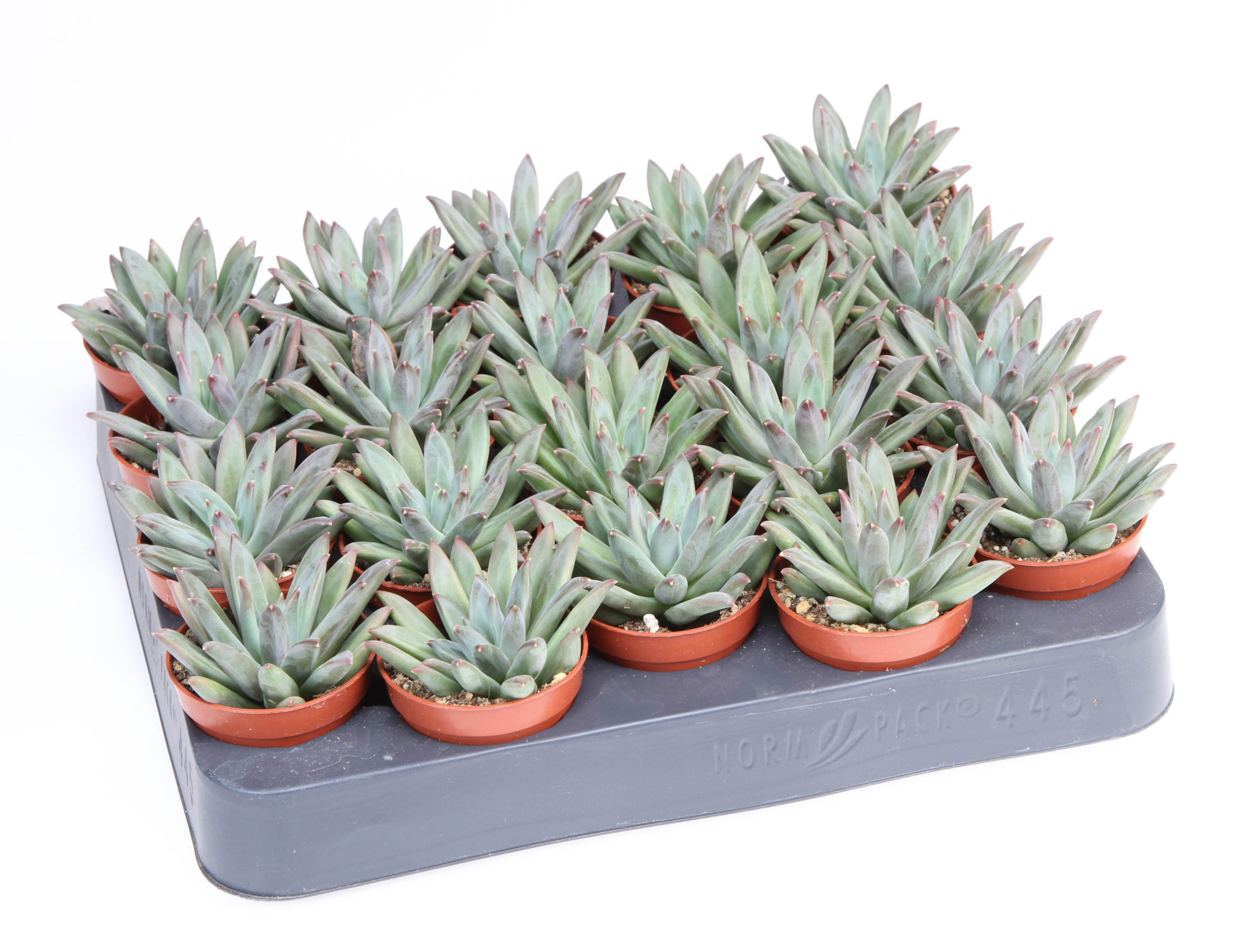 Echeveria hookerii, D 5,5 cm