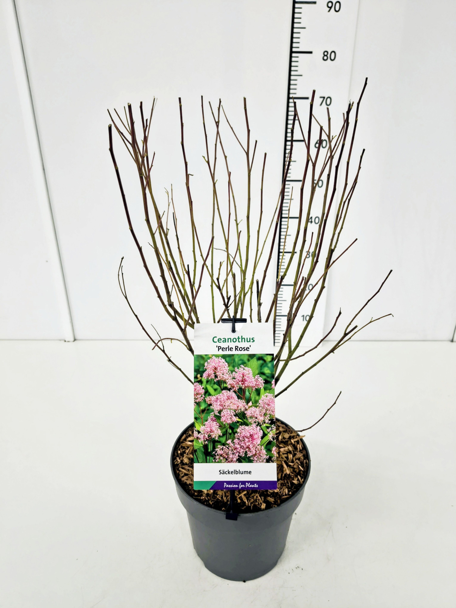 Ceanothus del. 'Perle Rose' 40-50C5, D 23