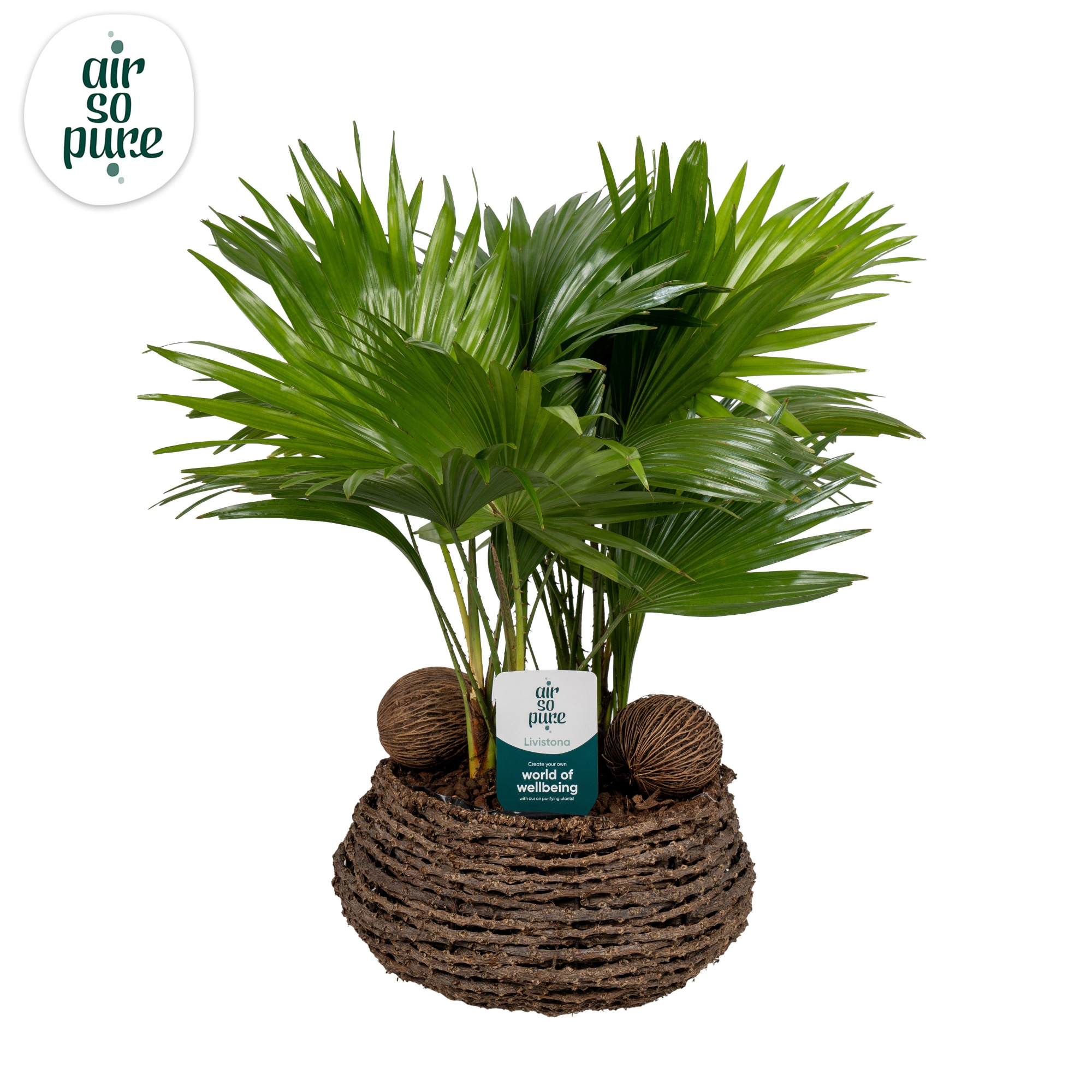 Livistona in caryota 27 cm mand air so pure ASP etiket Air So Pure, D 27 cm