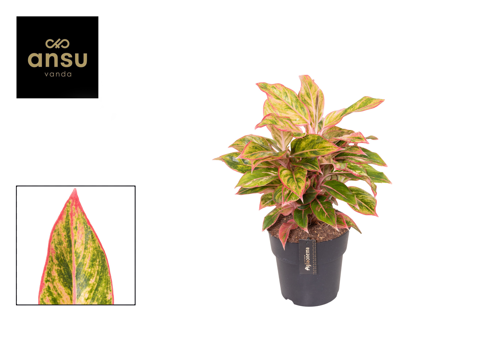 Aglaonema Jungle Nectarine, D 19 cm