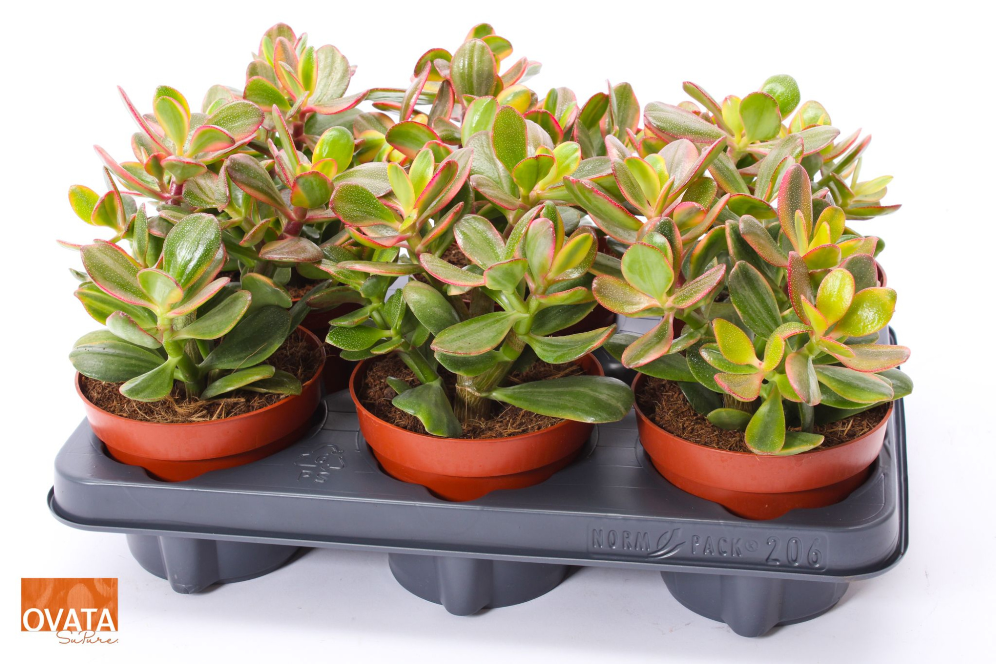 Crassula sunset magic 12 WOODS, D 12 cm