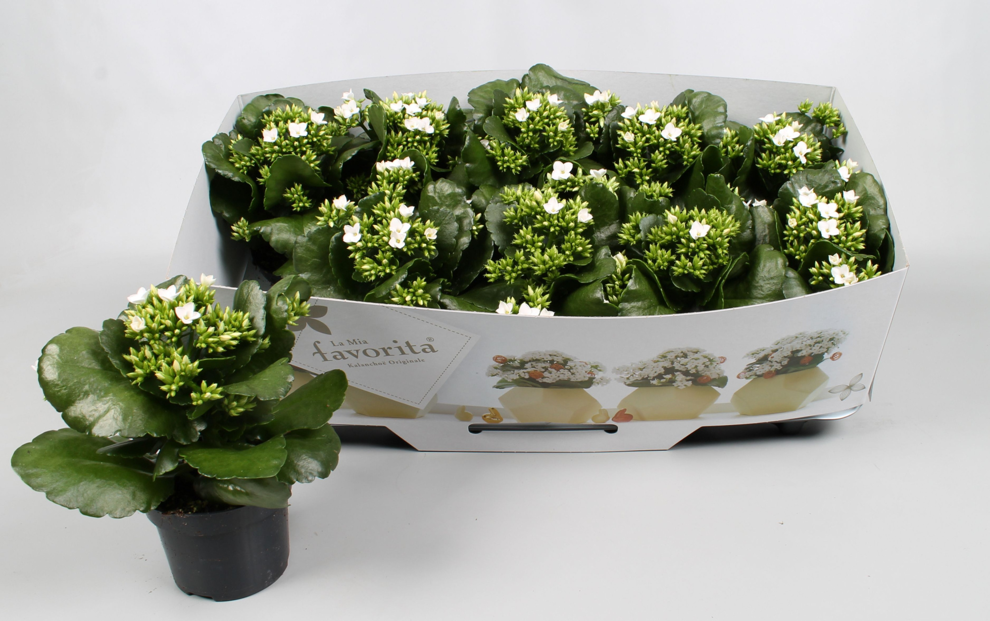 Kalanchoe favorita white instyle + collar, D 10,5 cm