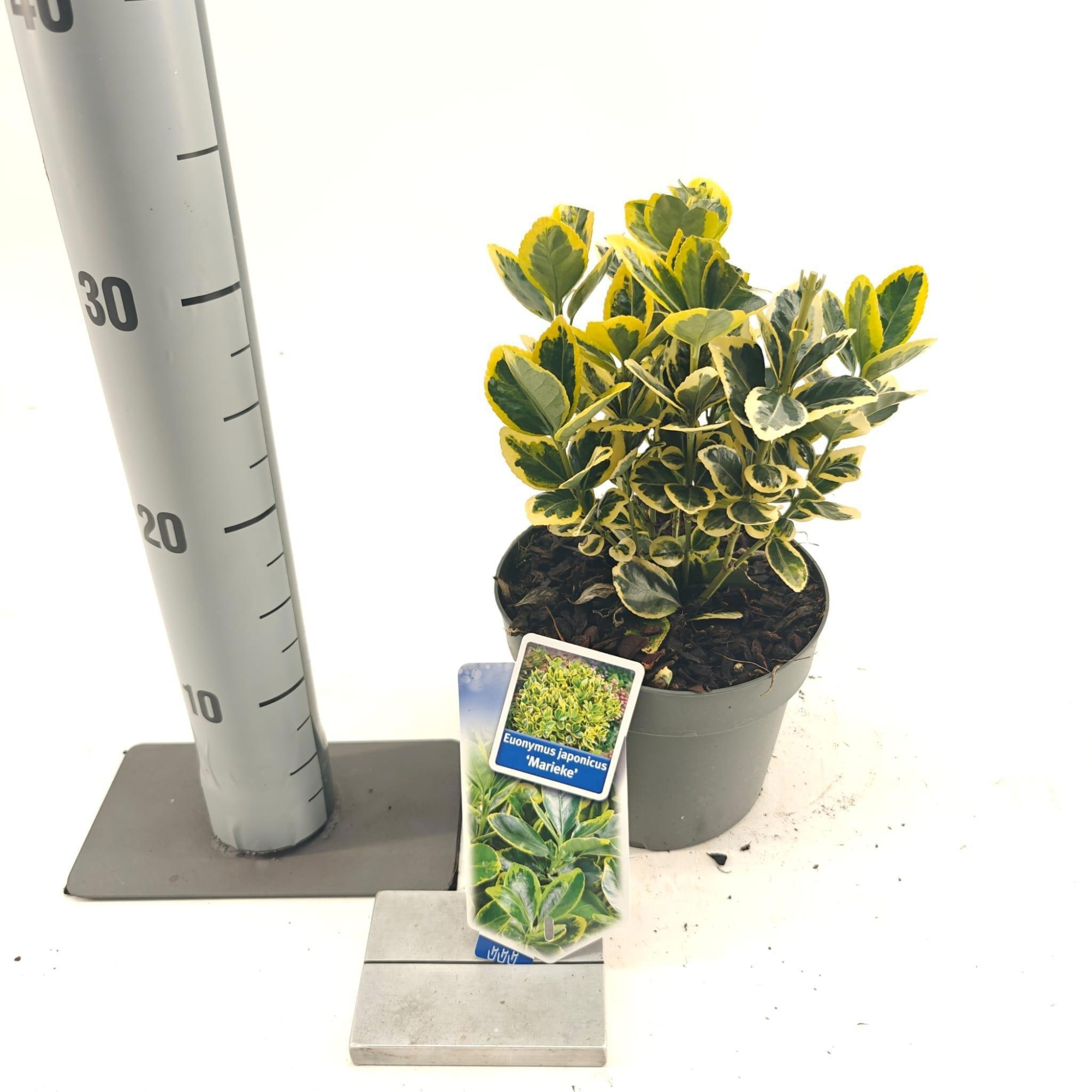 Euonymus jap. 'Marieke', D 17