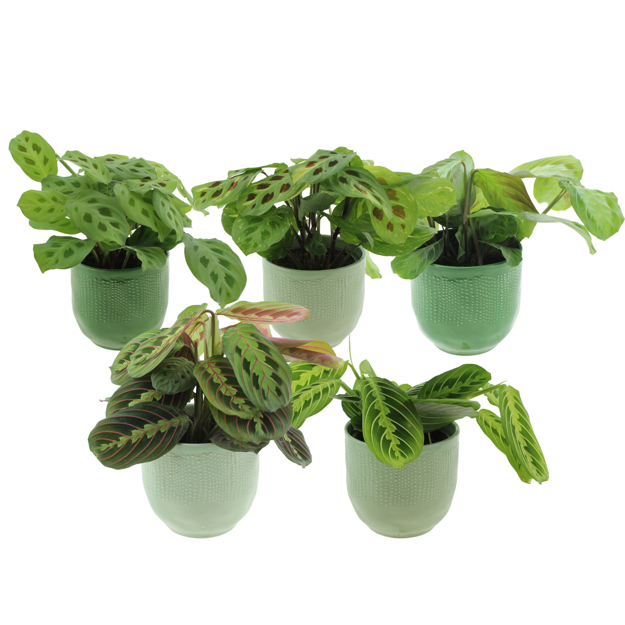 Maranta leuconeura'Fascinator'mix in keramiek, D 12 cm