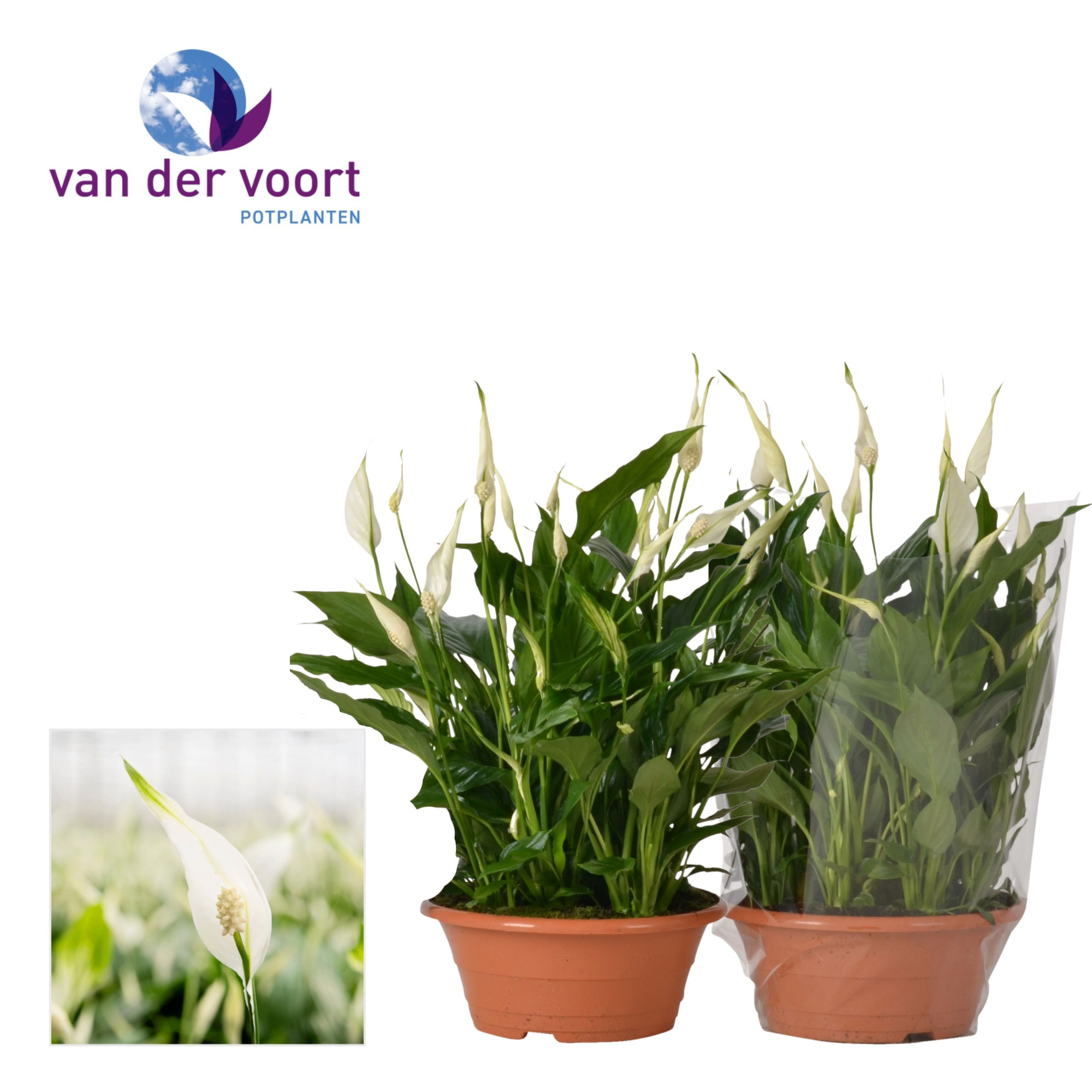 Spathiphyllum Bellini - 23 cm schaal, D 23 cm