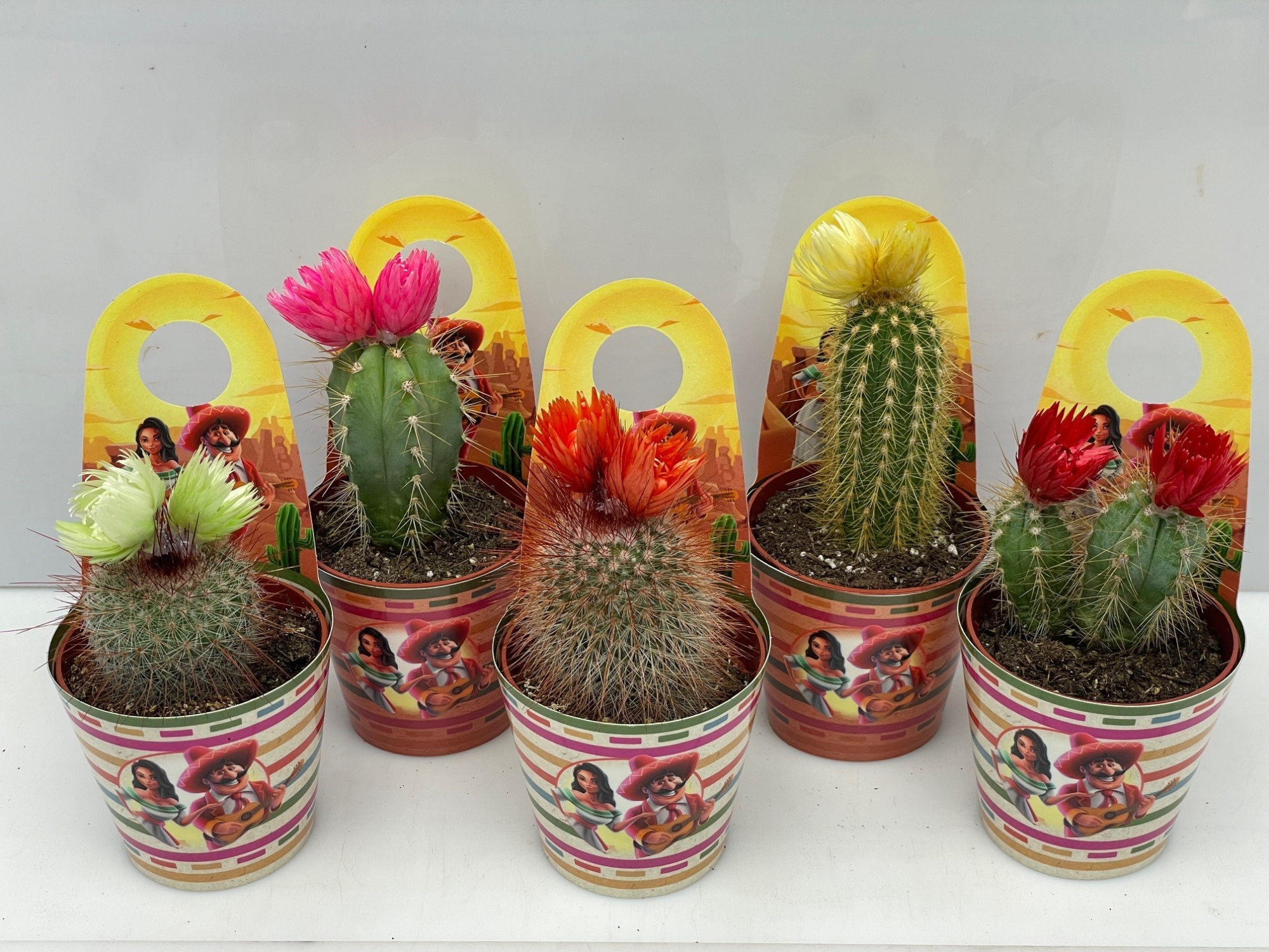 168 Mexico SIER Carry Cover 6,5 cm, D 7,5 cm