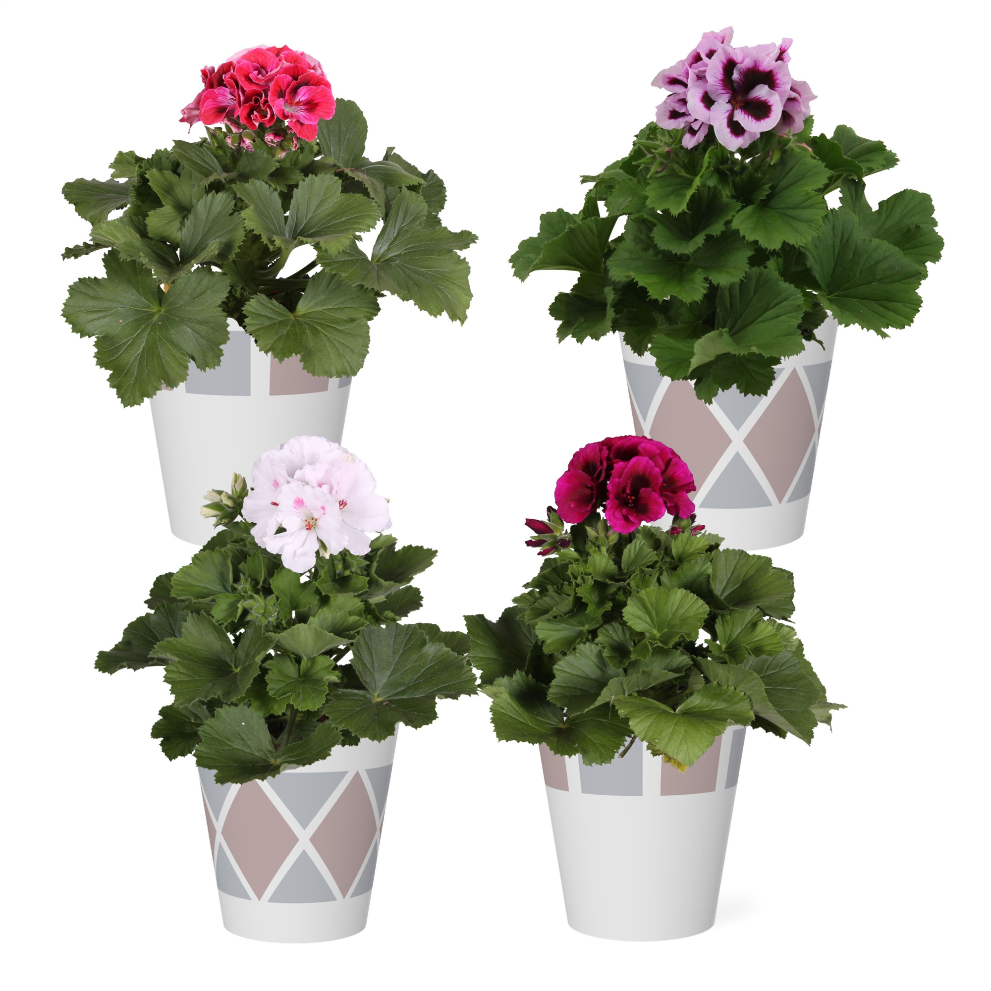 Pelargonium in Smartcup Kyra, D 12