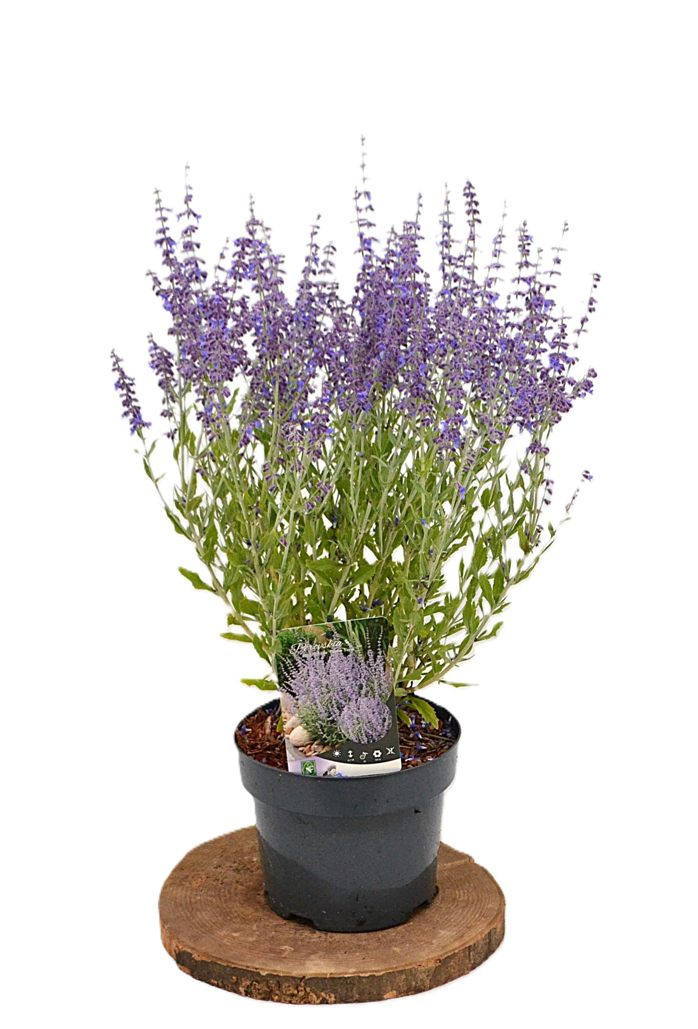 Perovskia atriplicifolia Prime Time C3, D 19