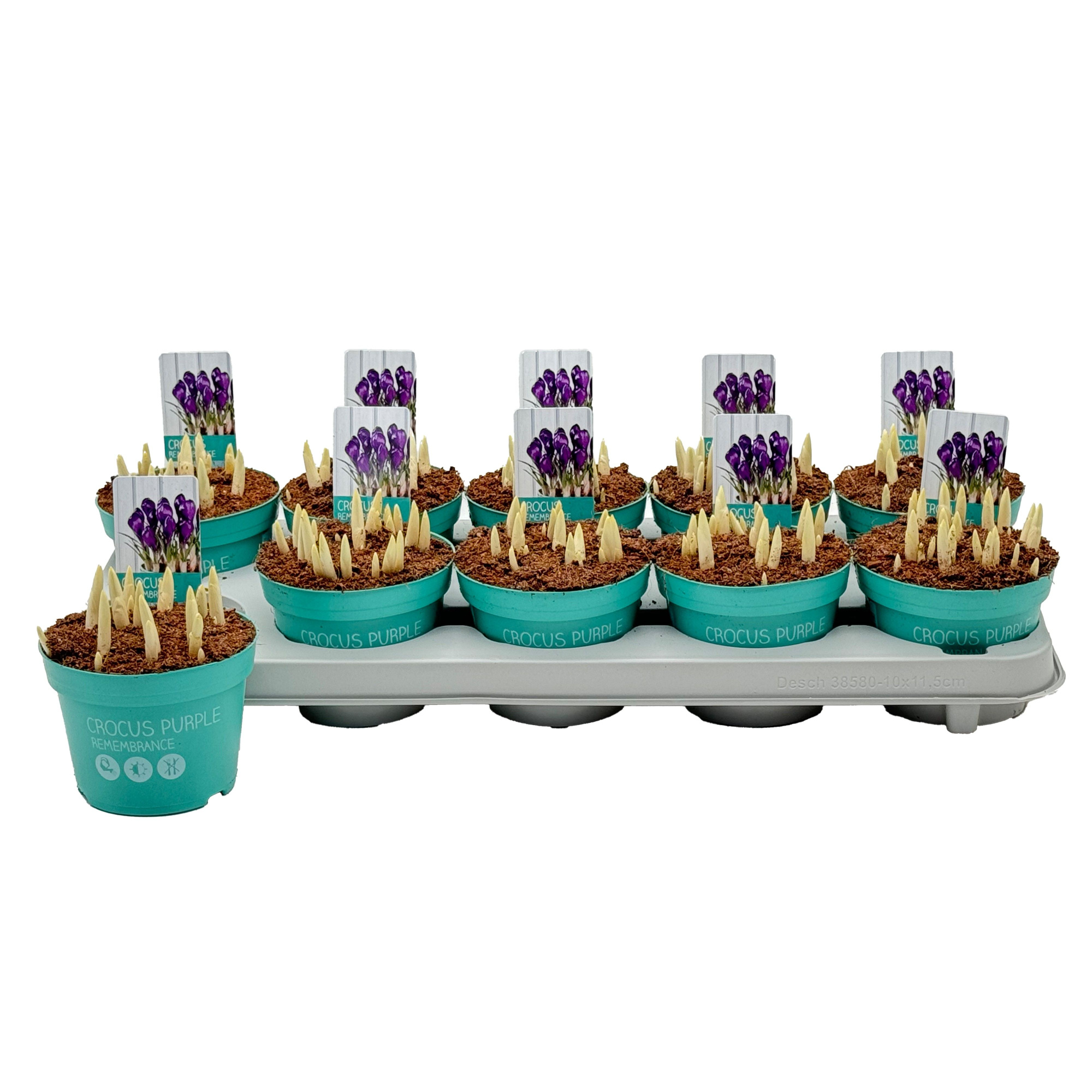 Crocus Remembrance 'Diamond Collection', D 12