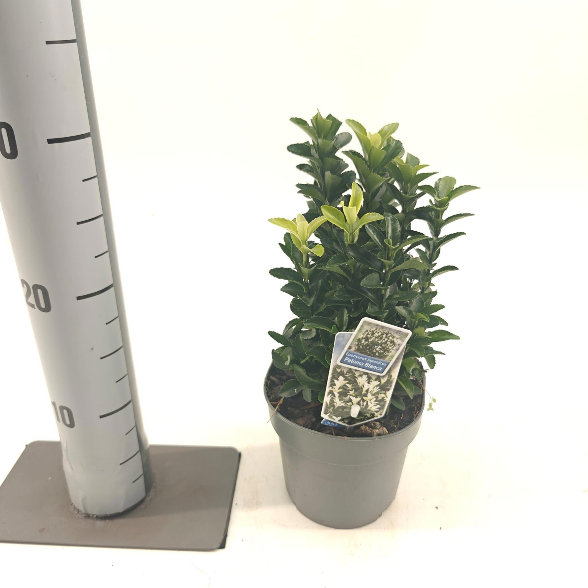Euonymus jap. Paloma Blanca ('Lankveld03'PBR), D 13