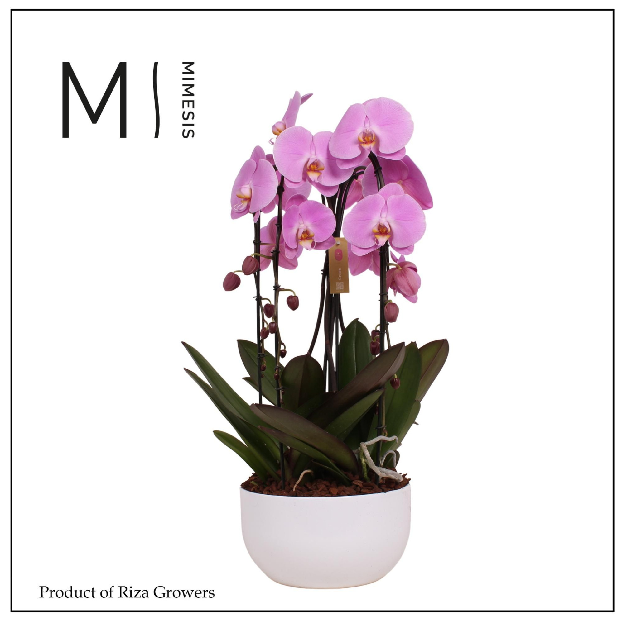 Mimesis Phal. Arrangement Crown Pink - 4 spike 26cm in Saskia White Ceramic, D 26 cm