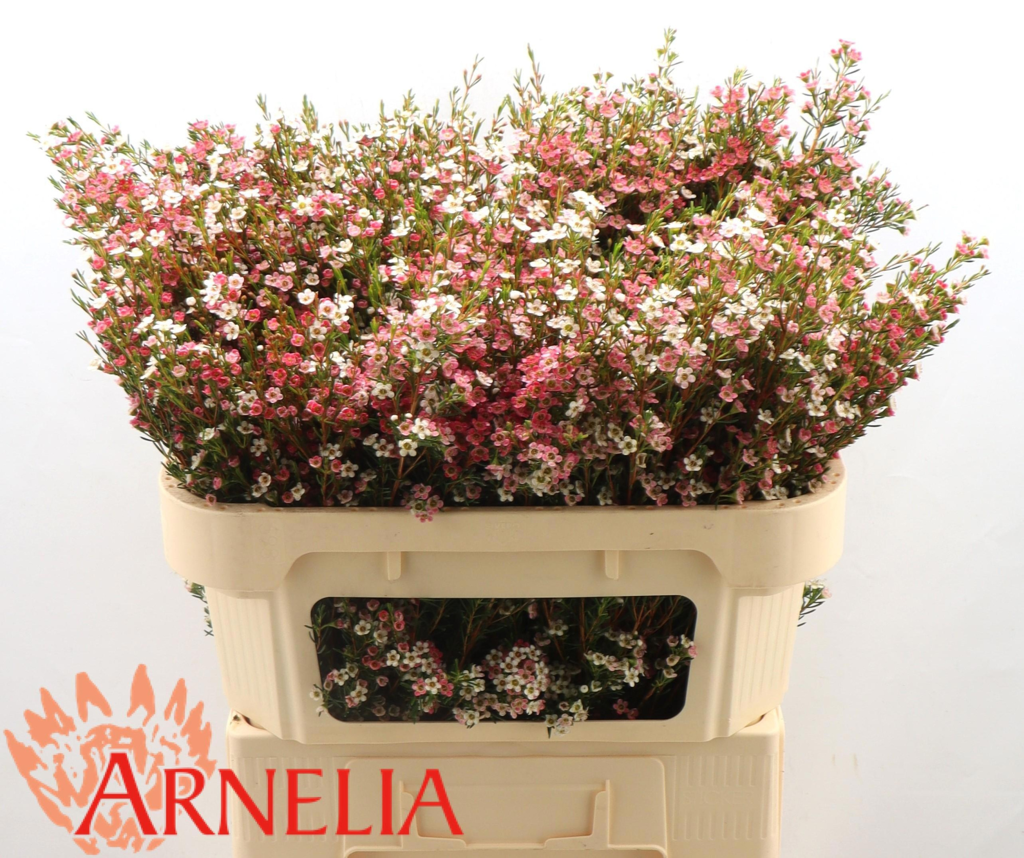 Шамелациум Май Свит Сикстин 70, шт.