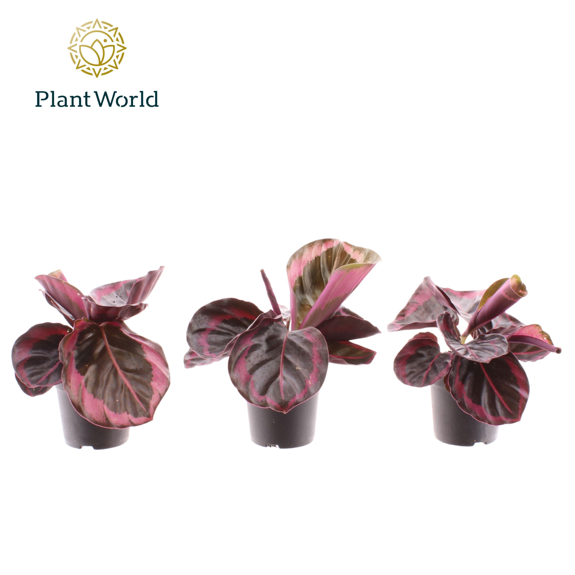 Calathea Princess Jesse 7 cm, D 7 cm