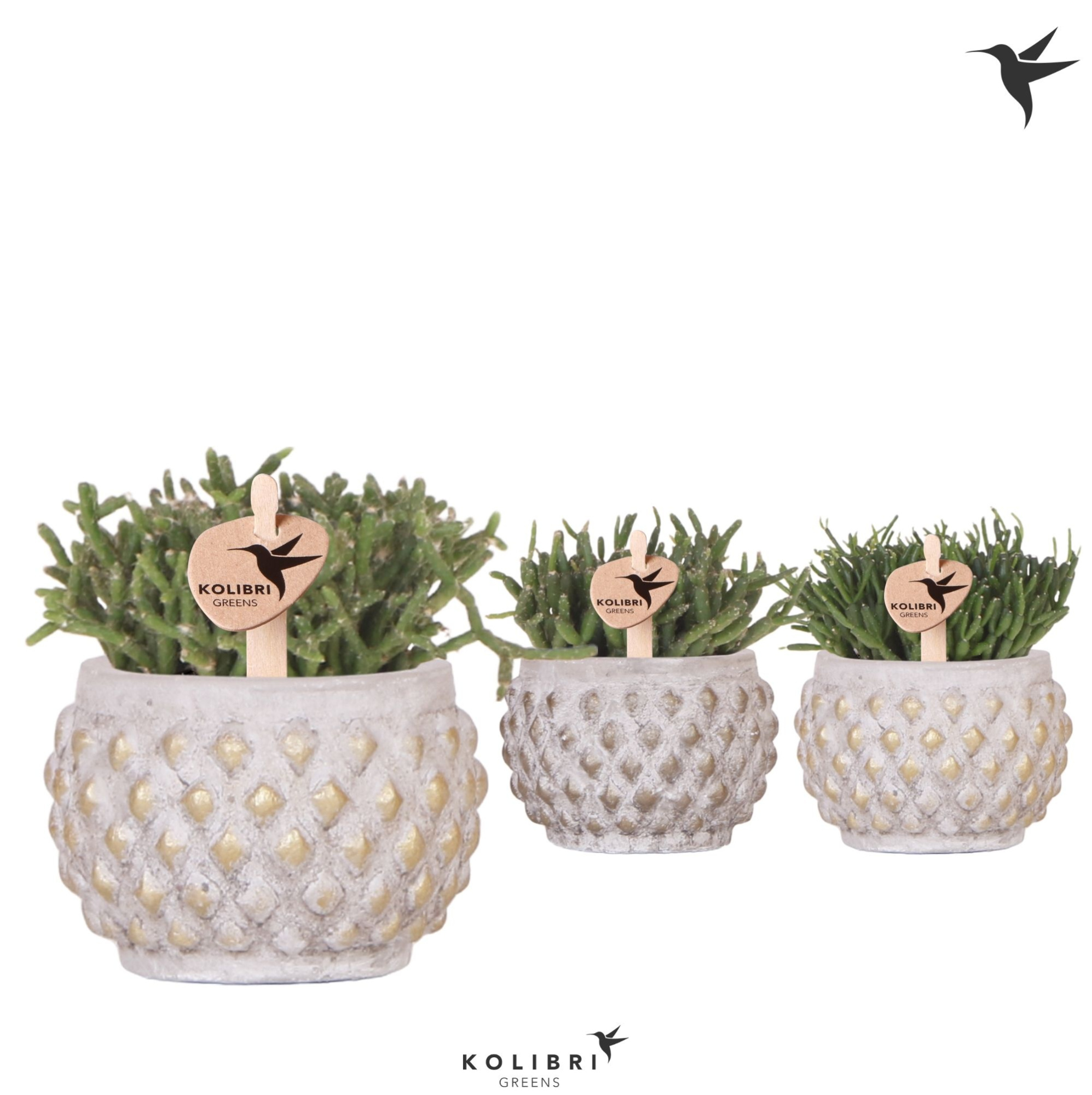 Kolibri Greens Rhipsalis mix in Marrakesh pot gold copper mix, D 6 cm