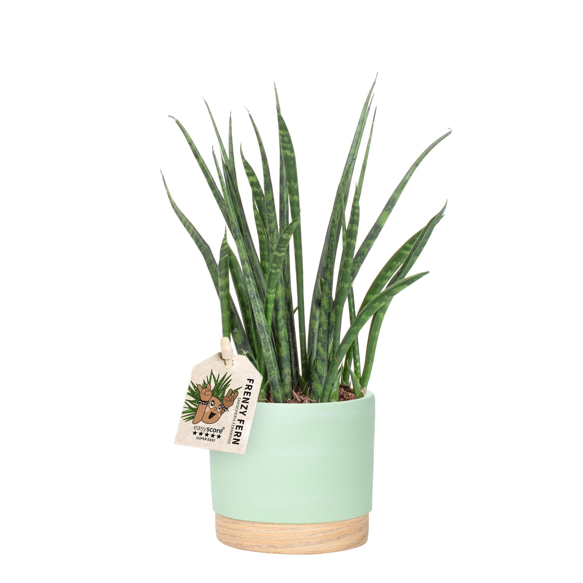 Woodbase Green Matcha, Sansevieria ´Fernwood´, D 12 cm