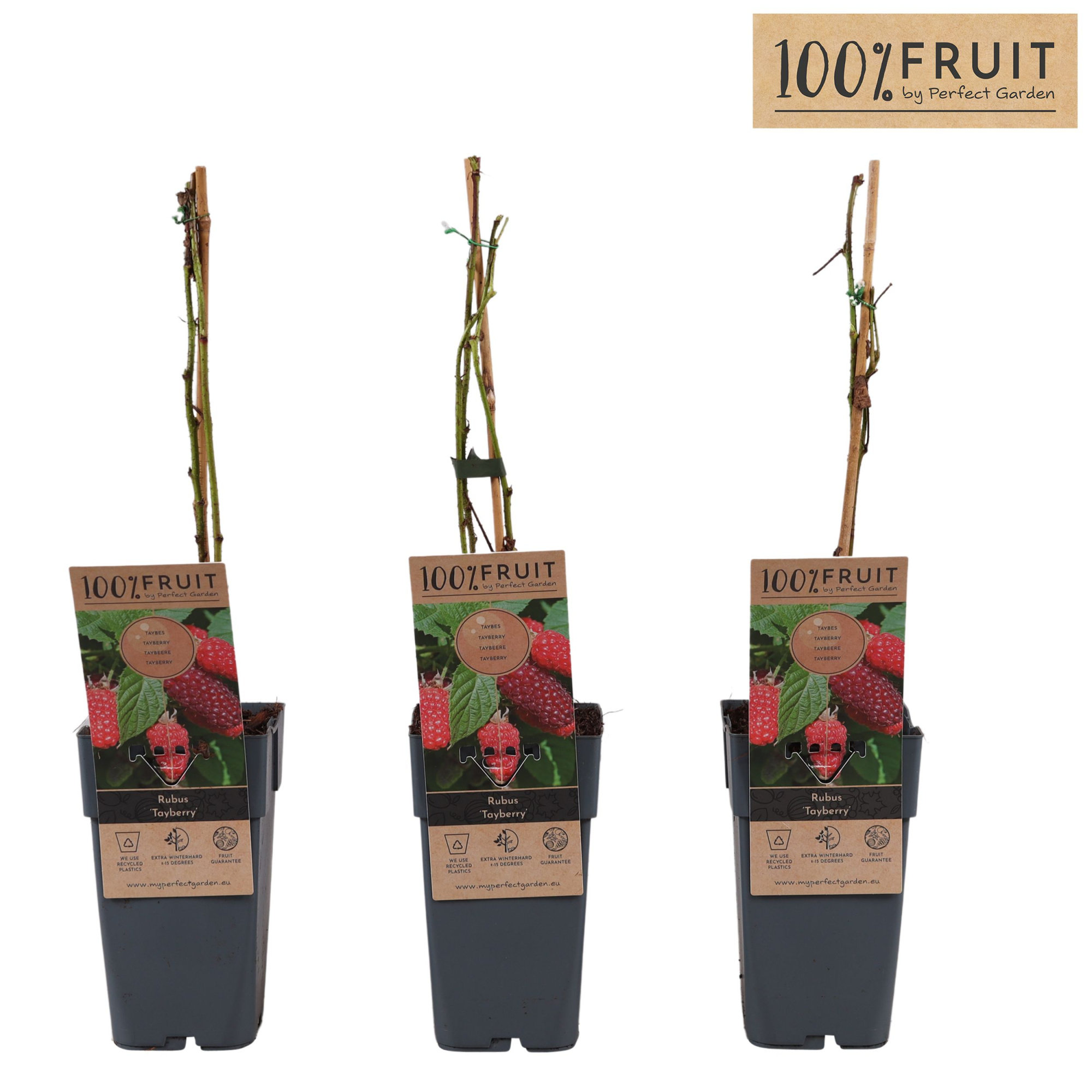 Rubus Tayberry P15, D 15