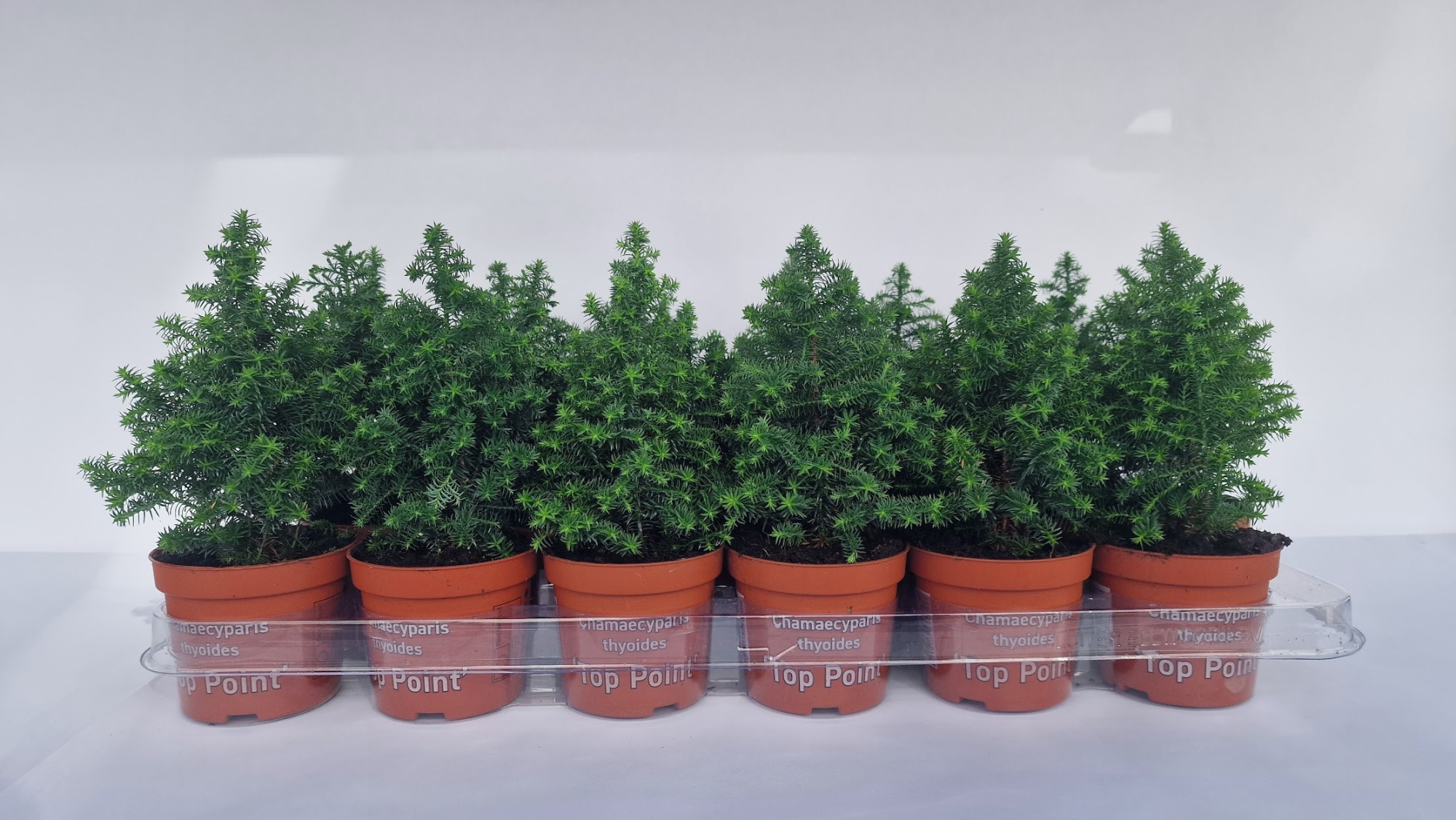 Chamaecyparis Thyoidis 'Toppoint', D 9 cm