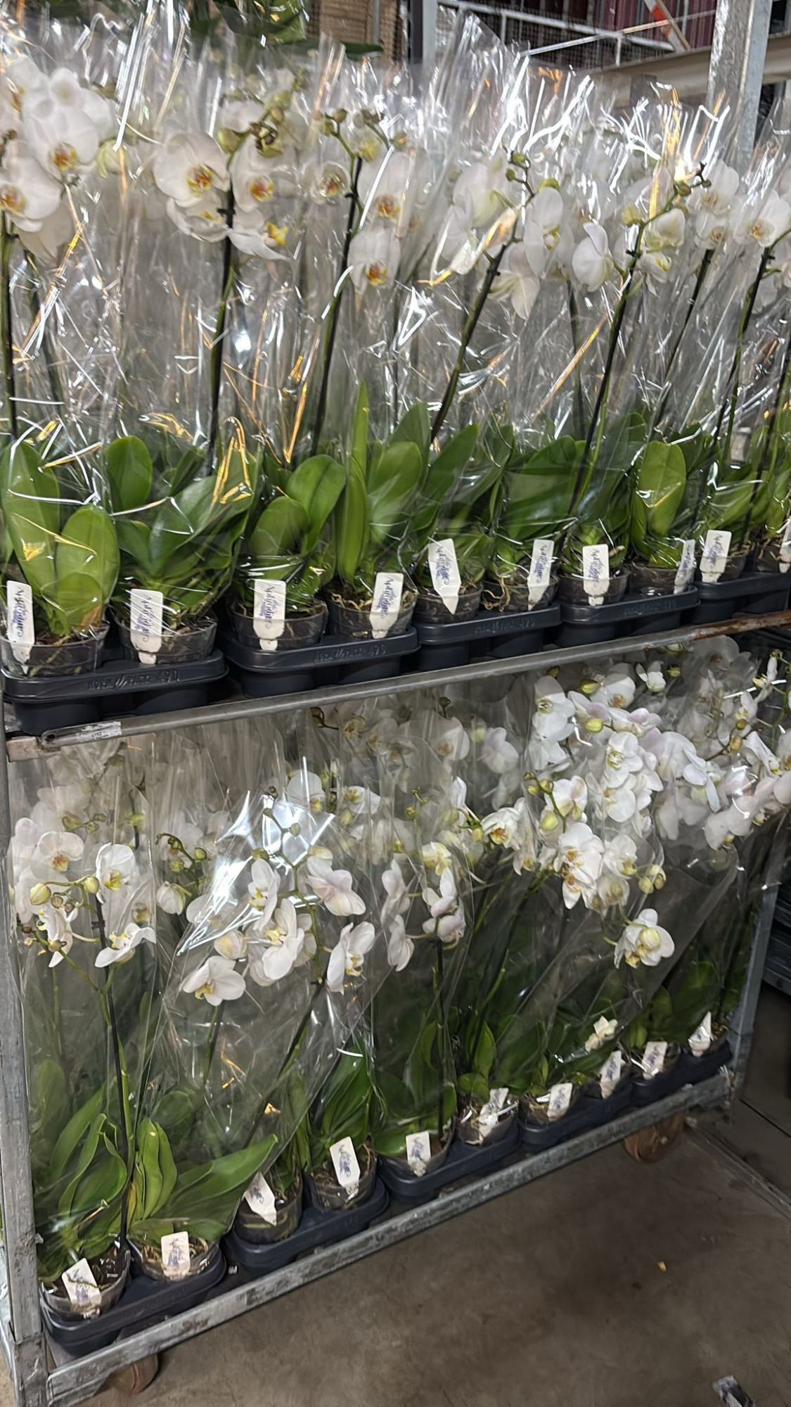 Phalaenopsis overig wit 1 tak Wit 9+, D 12