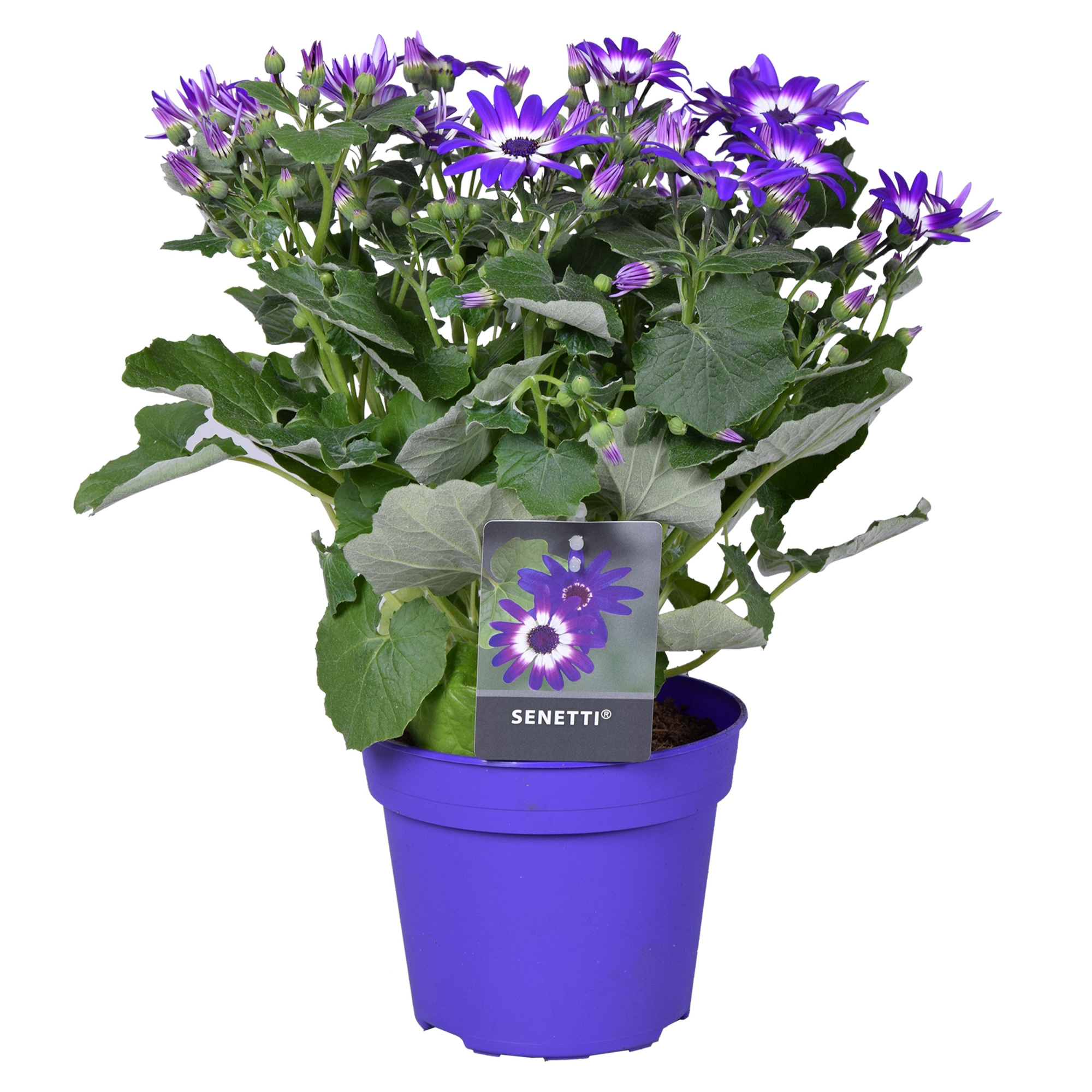 Senetti violet bicolor (Pericallis Cruentus), D 15