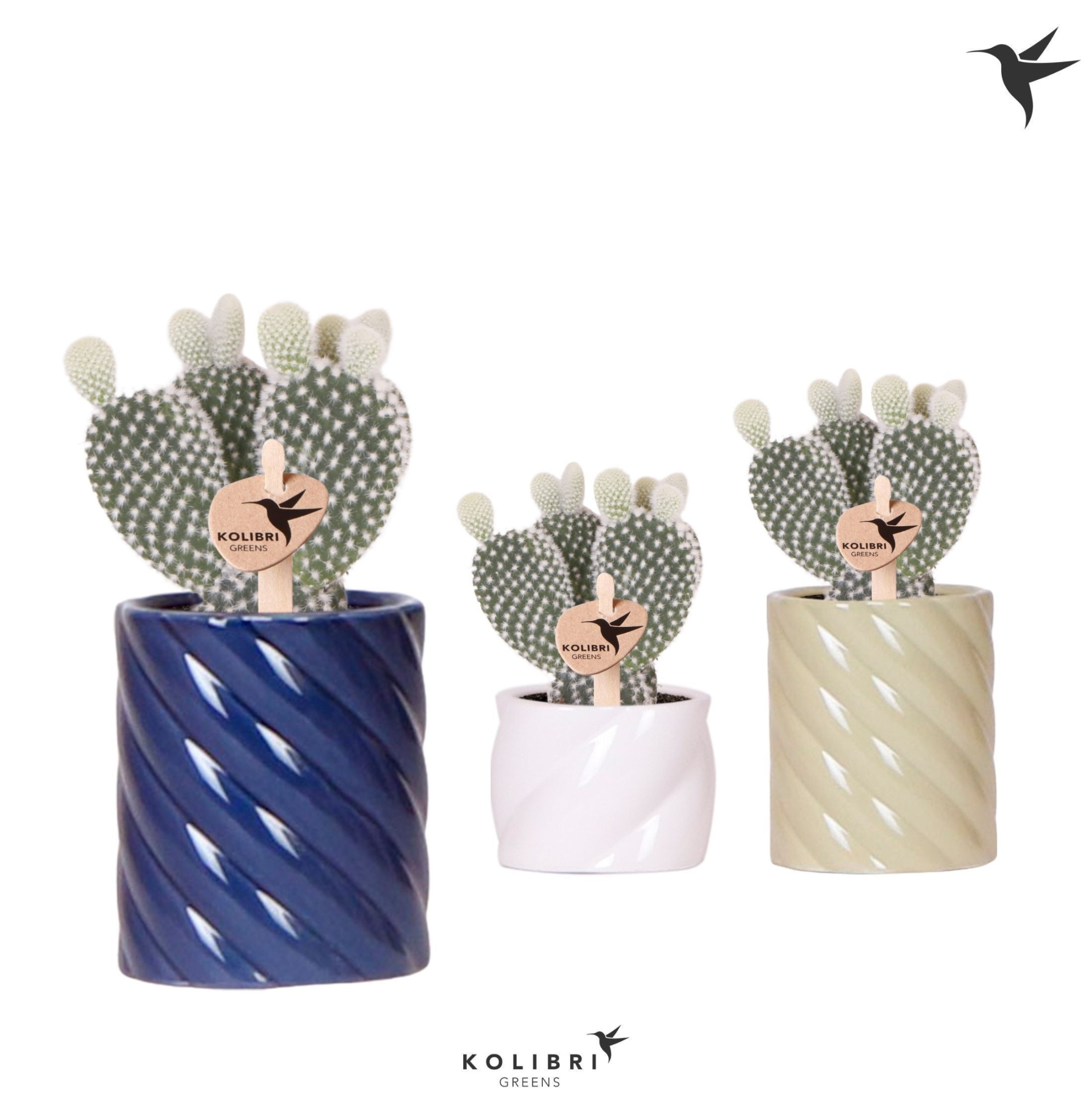 Kolibri Greens Opuntia white in Candy pot blue mix, D 6 cm