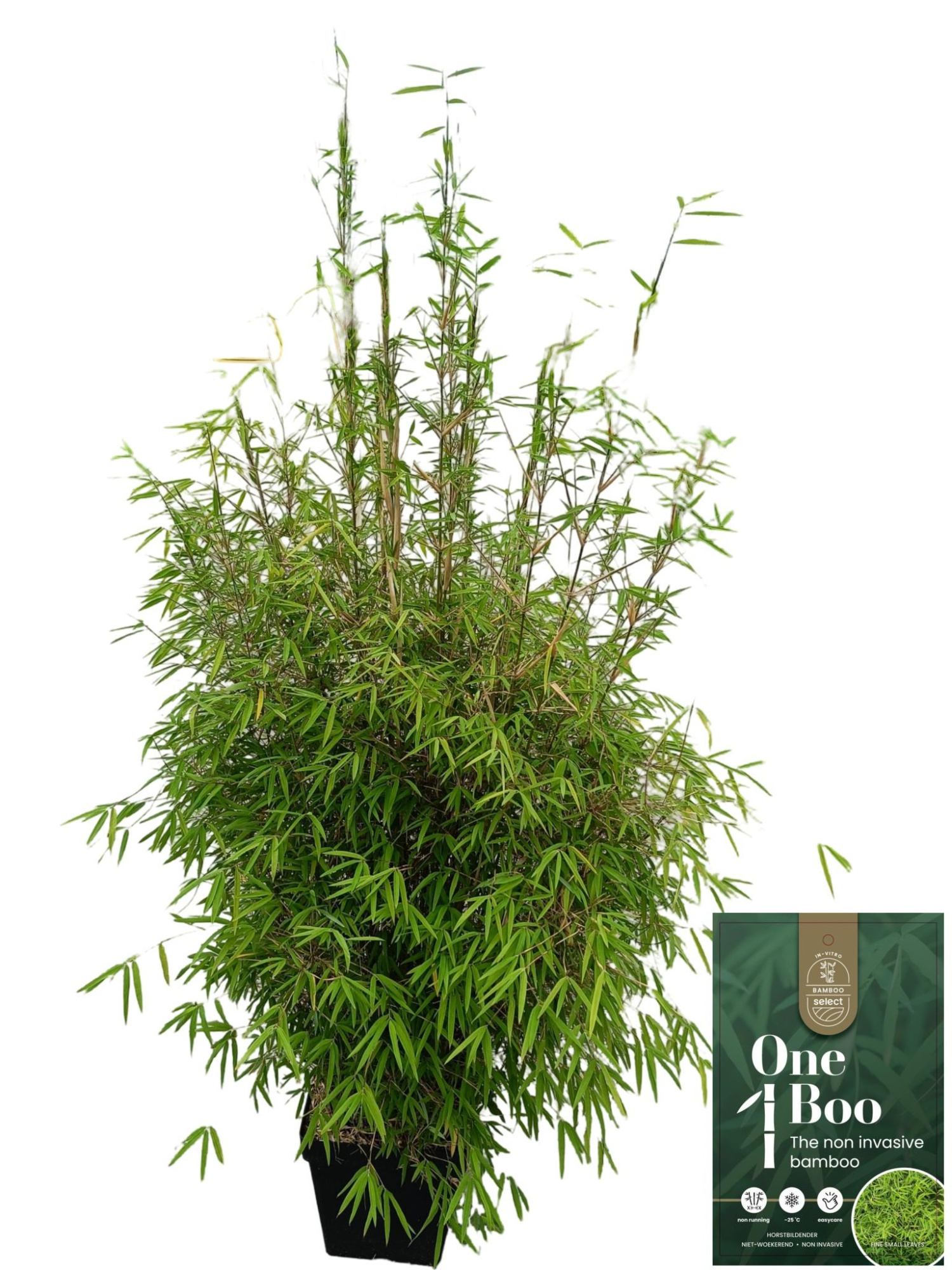 Fargesia 'Angustissima' C15, D 32 cm