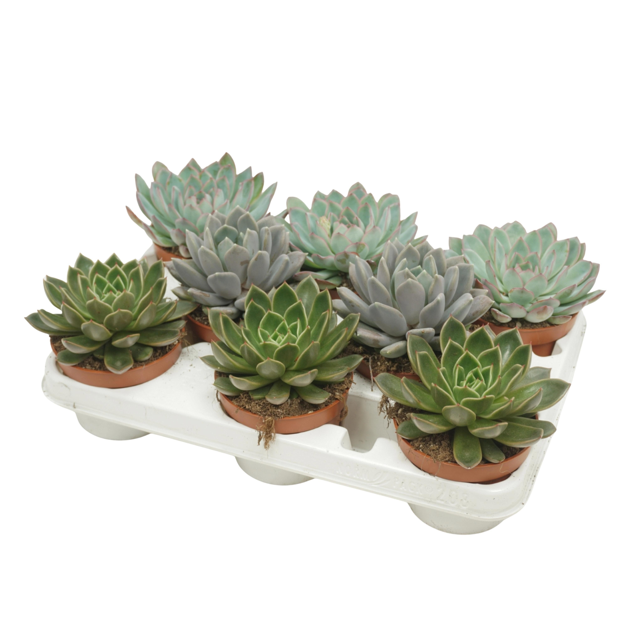 Echeveria mix 10,5 cm in 8 gaats tray, D 10,5