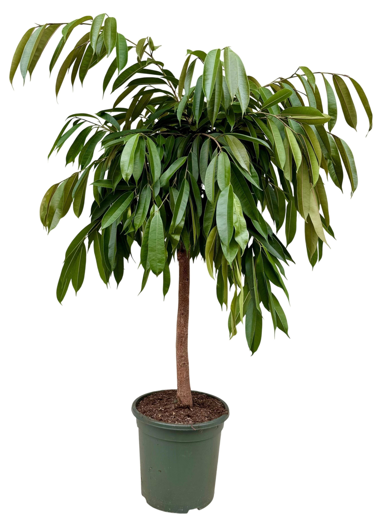 Ficus binnendijkii amstel king P32 stam, D 32