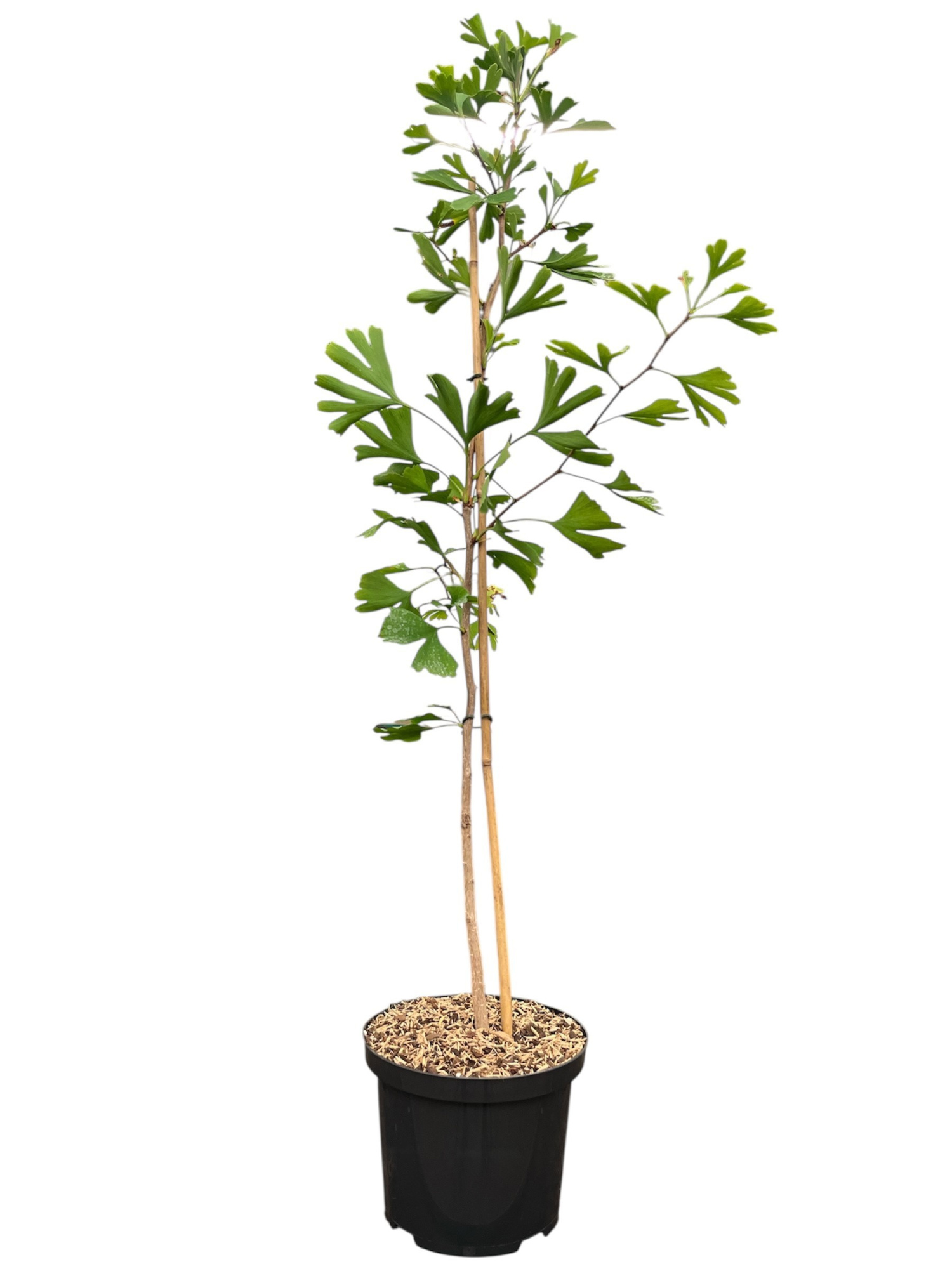 Ginkgo biloba, D 23 cm