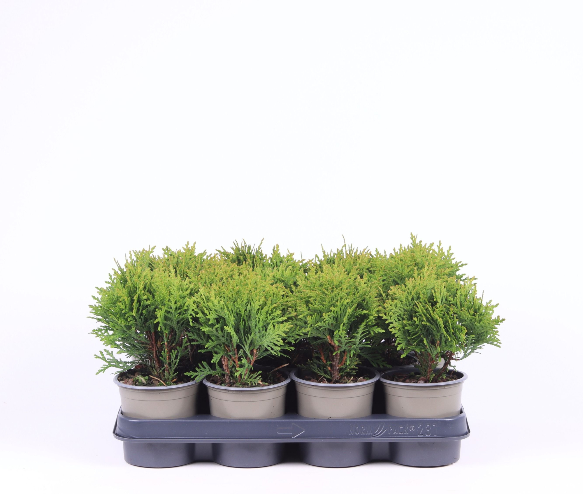 Thuja occidentalis 'Danica', D 11 cm